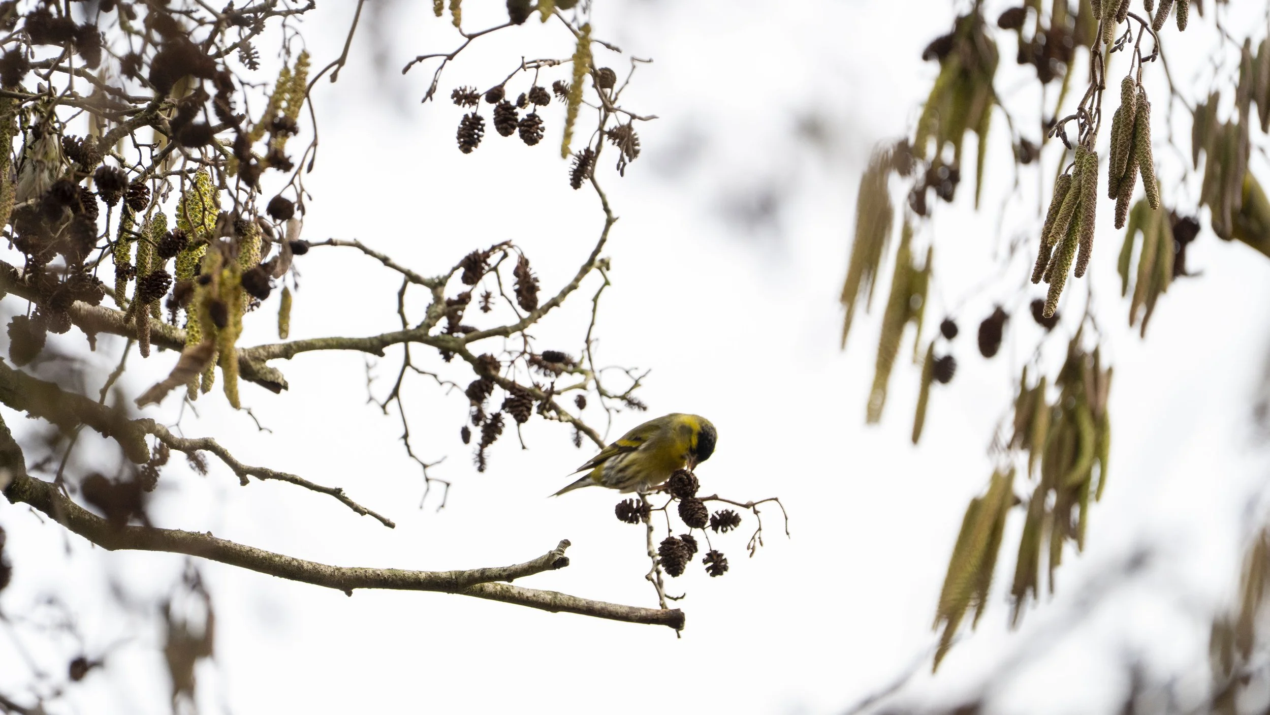 099 - Slimbridge - 09-02-2026.jpg