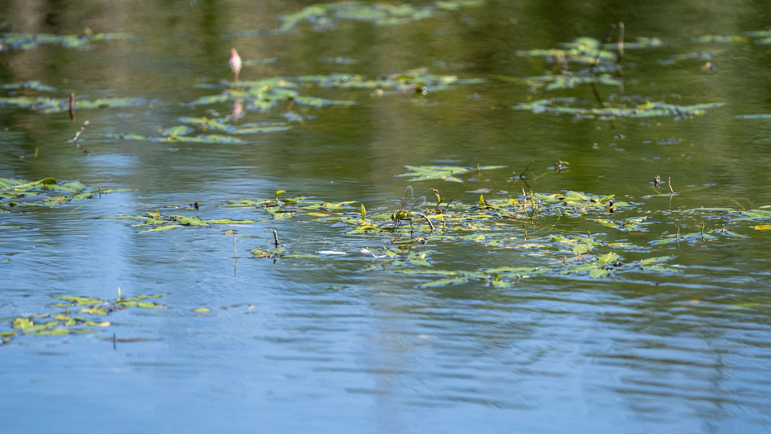 A body of water with lily pads and small flowers floating on the surface, with some dragonflies above the water.