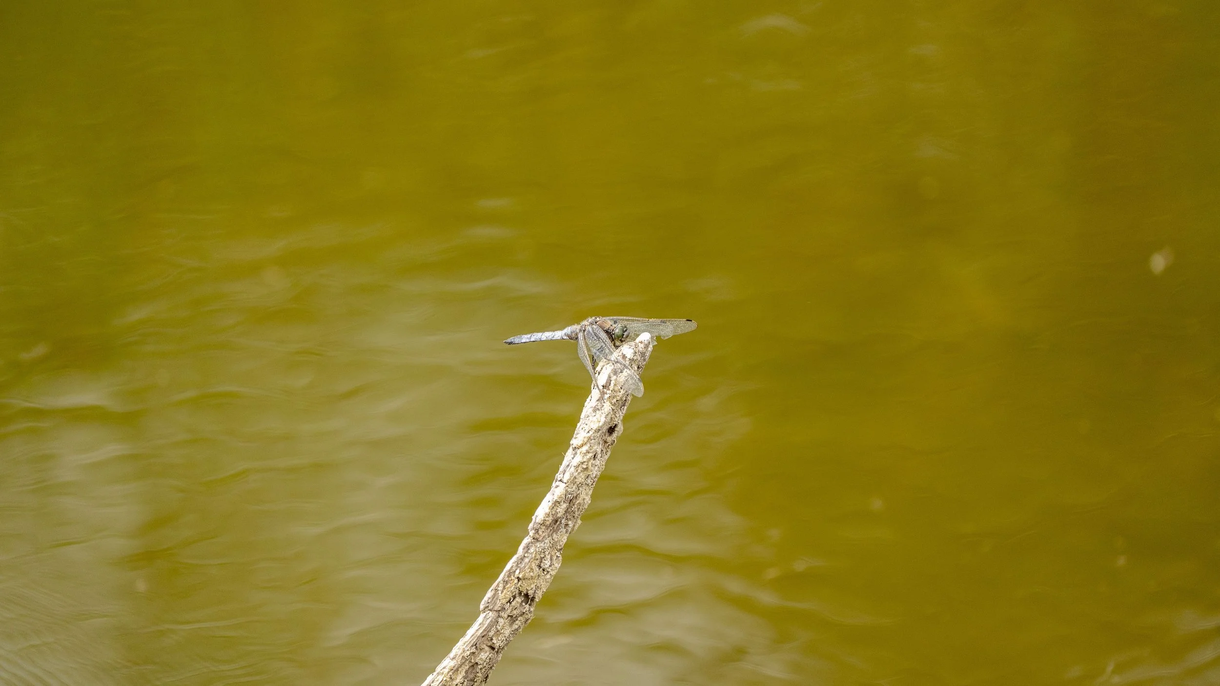 01_07_2025 - Coombe Hill - 01.jpg