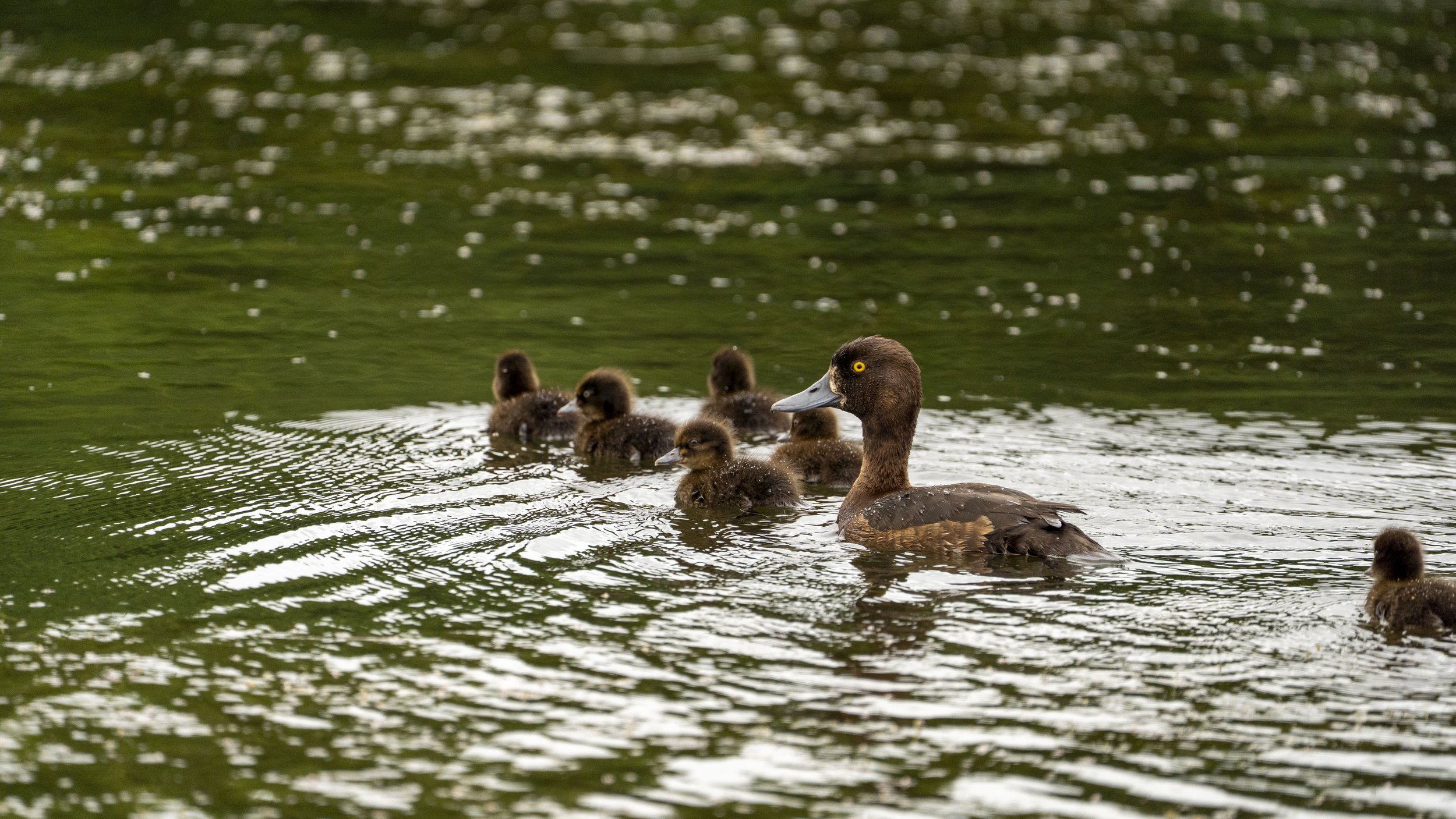 29_06_2025 - Kemerton - 64.jpg