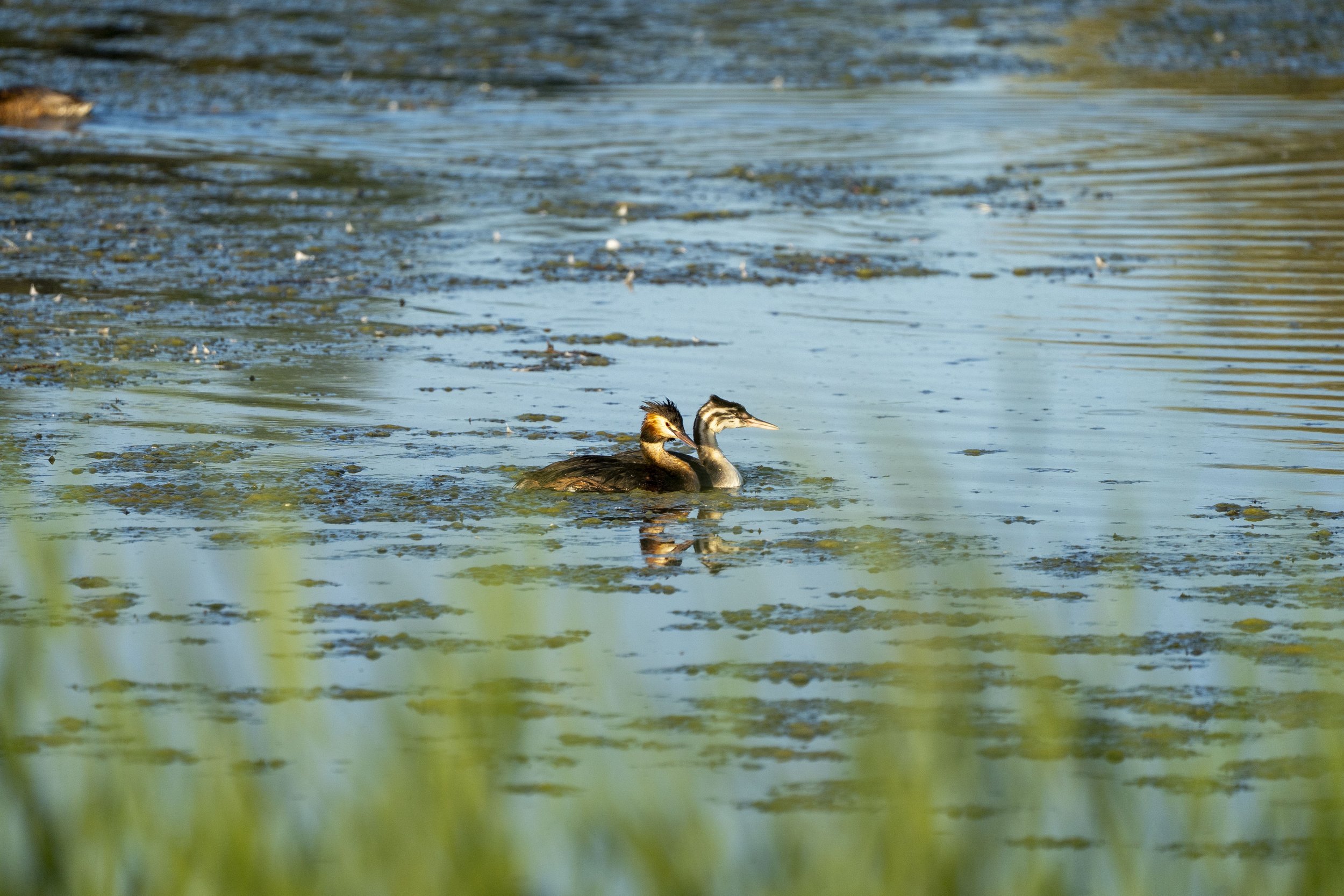 04 - RSPB Ham Wall - 09-07-2025.jpg