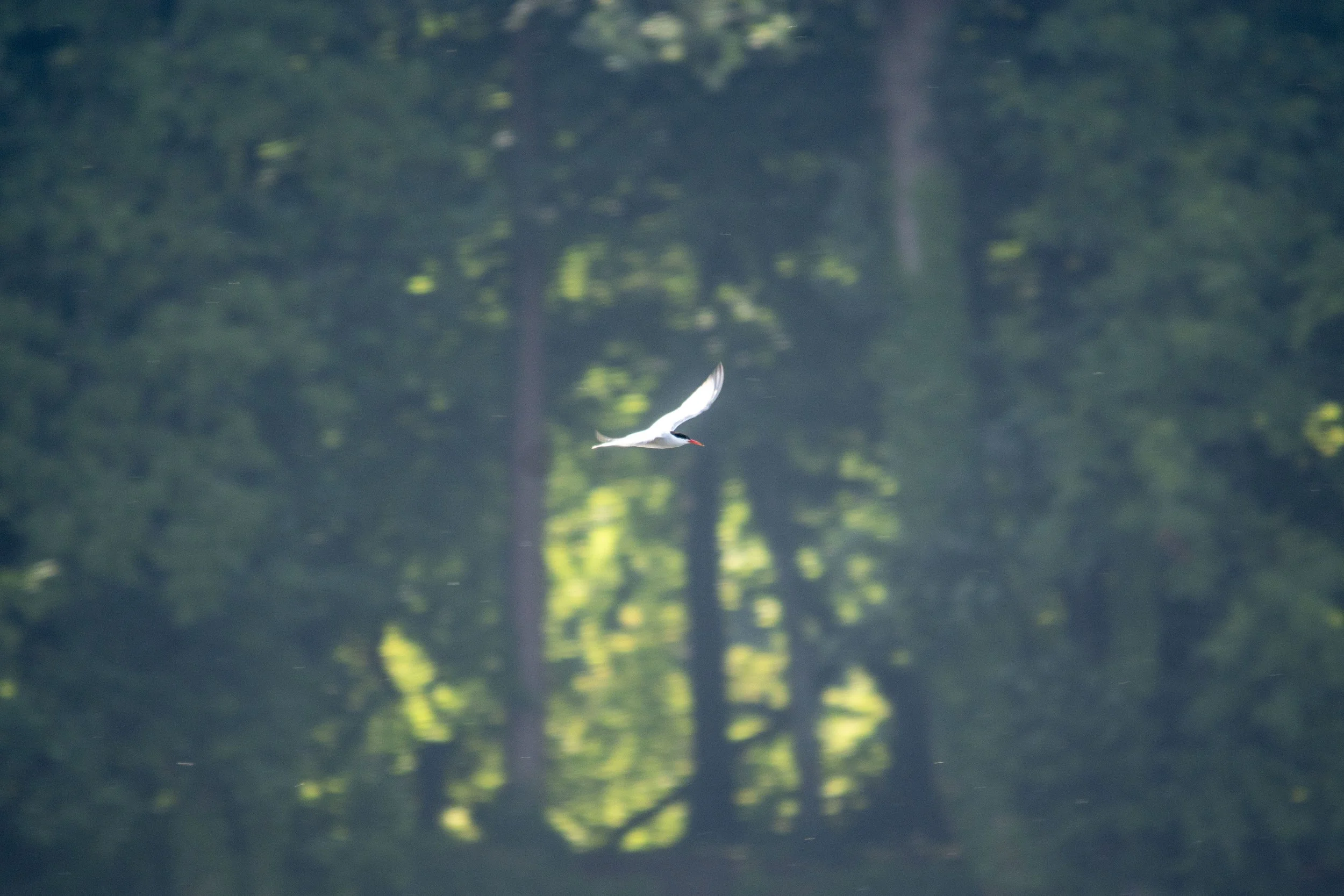A white bird flying over a calm body of water with a forested background.