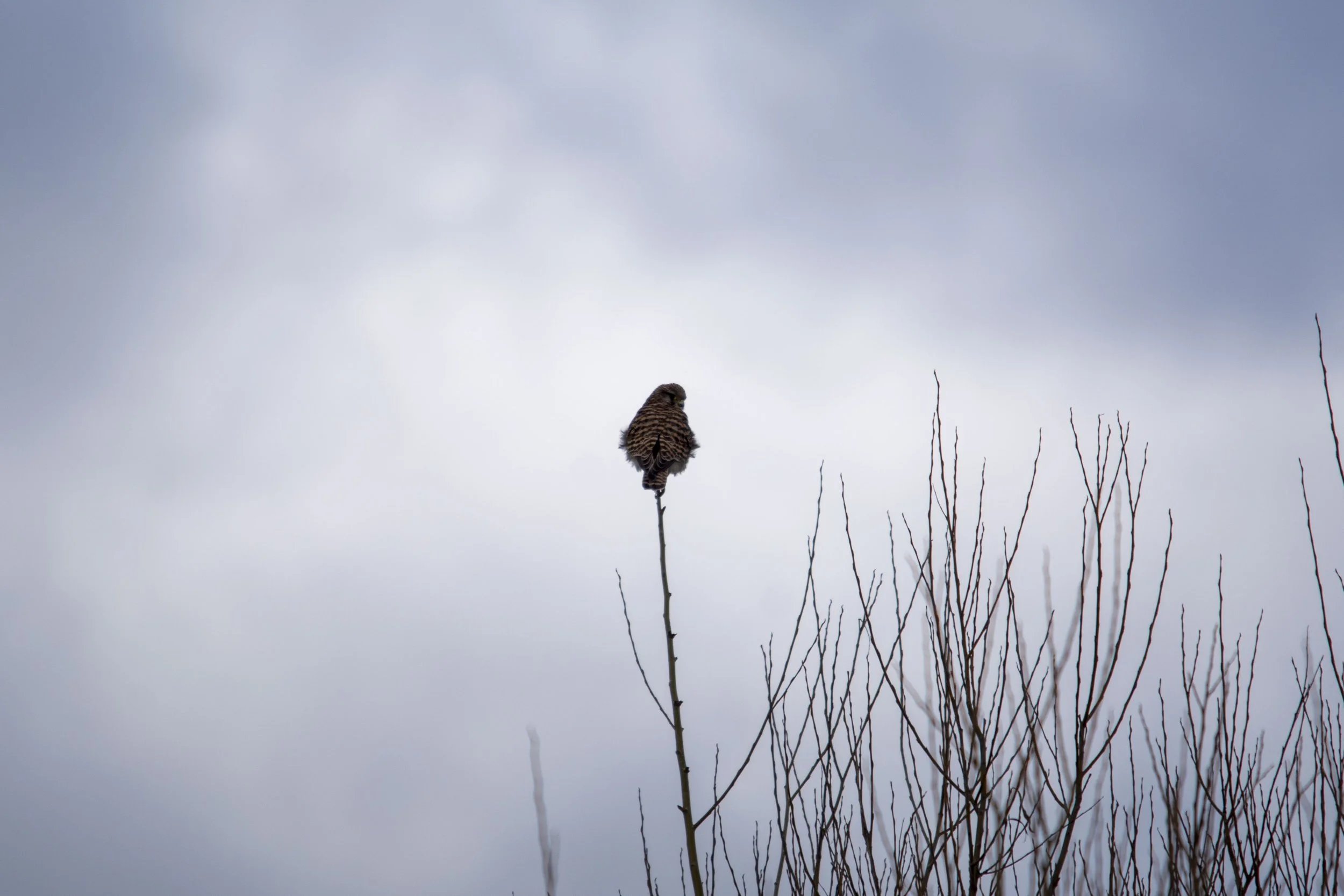 A bird of prey perched on a tall, leafless branch against a cloudy, overcast sky.