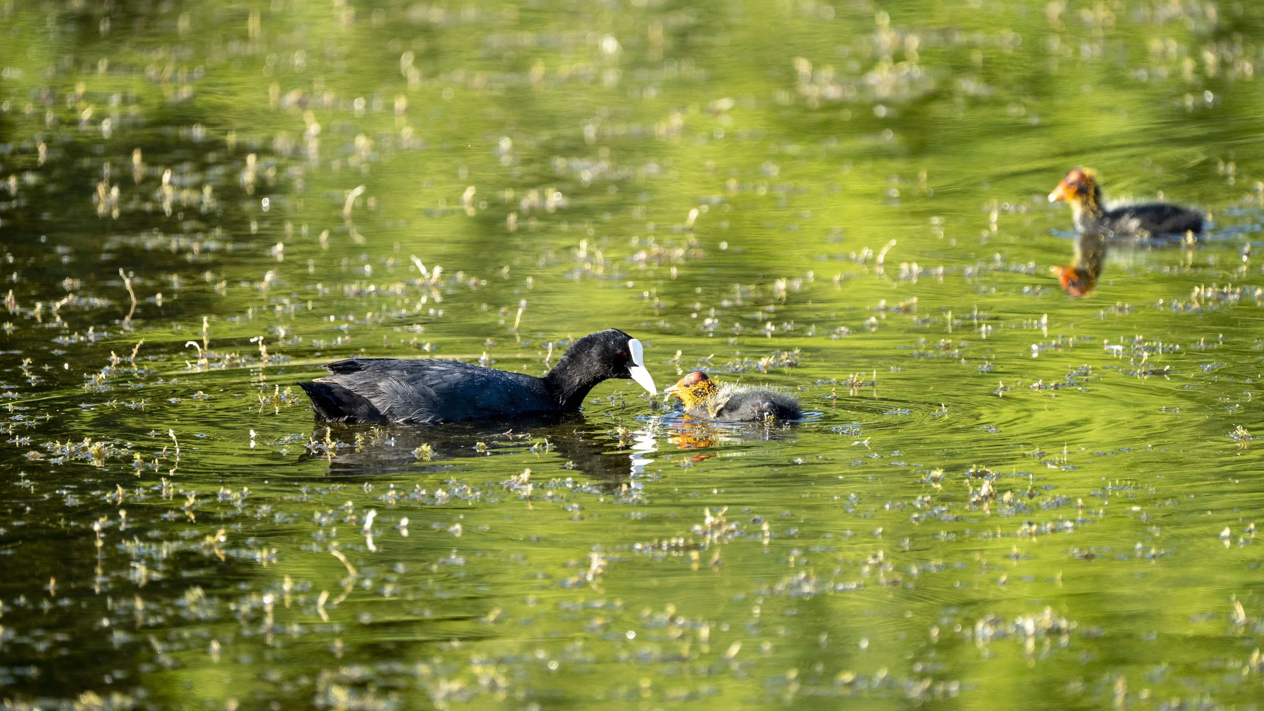 A black adult bird with a white bill, likely a Eurasian coot, feeding two young chicks with orange and black markings on their heads in a green pond.