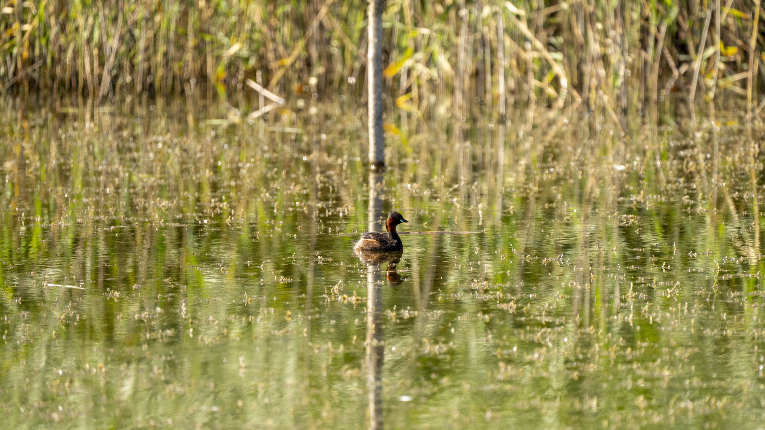 16 - Kemerton - 08-08-2025.jpg