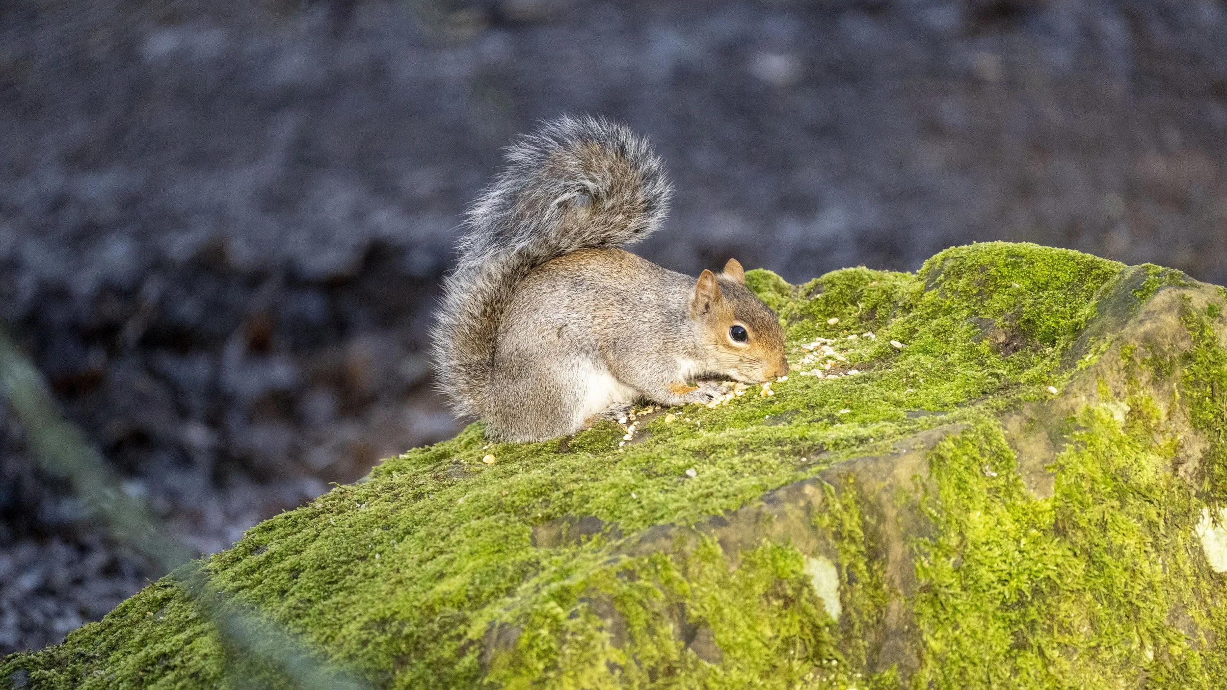 117 - Cannop Ponds - 28-02-2026.jpg