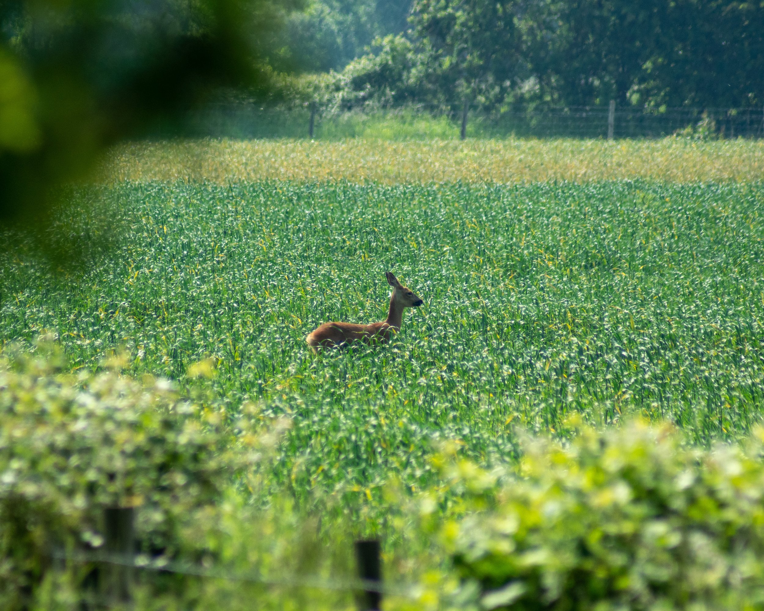 A deer standing in a green field of crops with trees and a fence in the background.