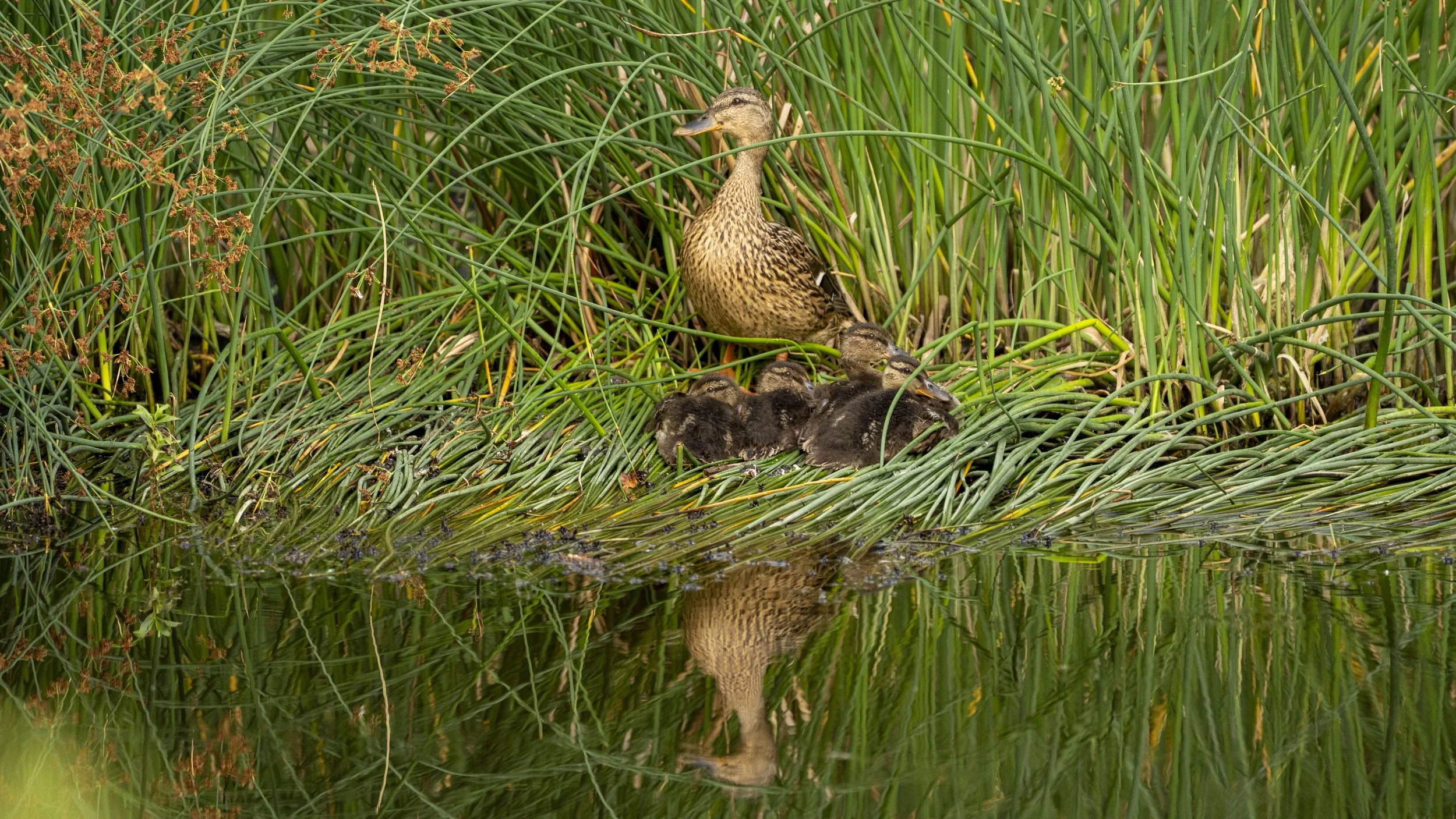 29_06_2025 - Coombe Hill - 19.jpg