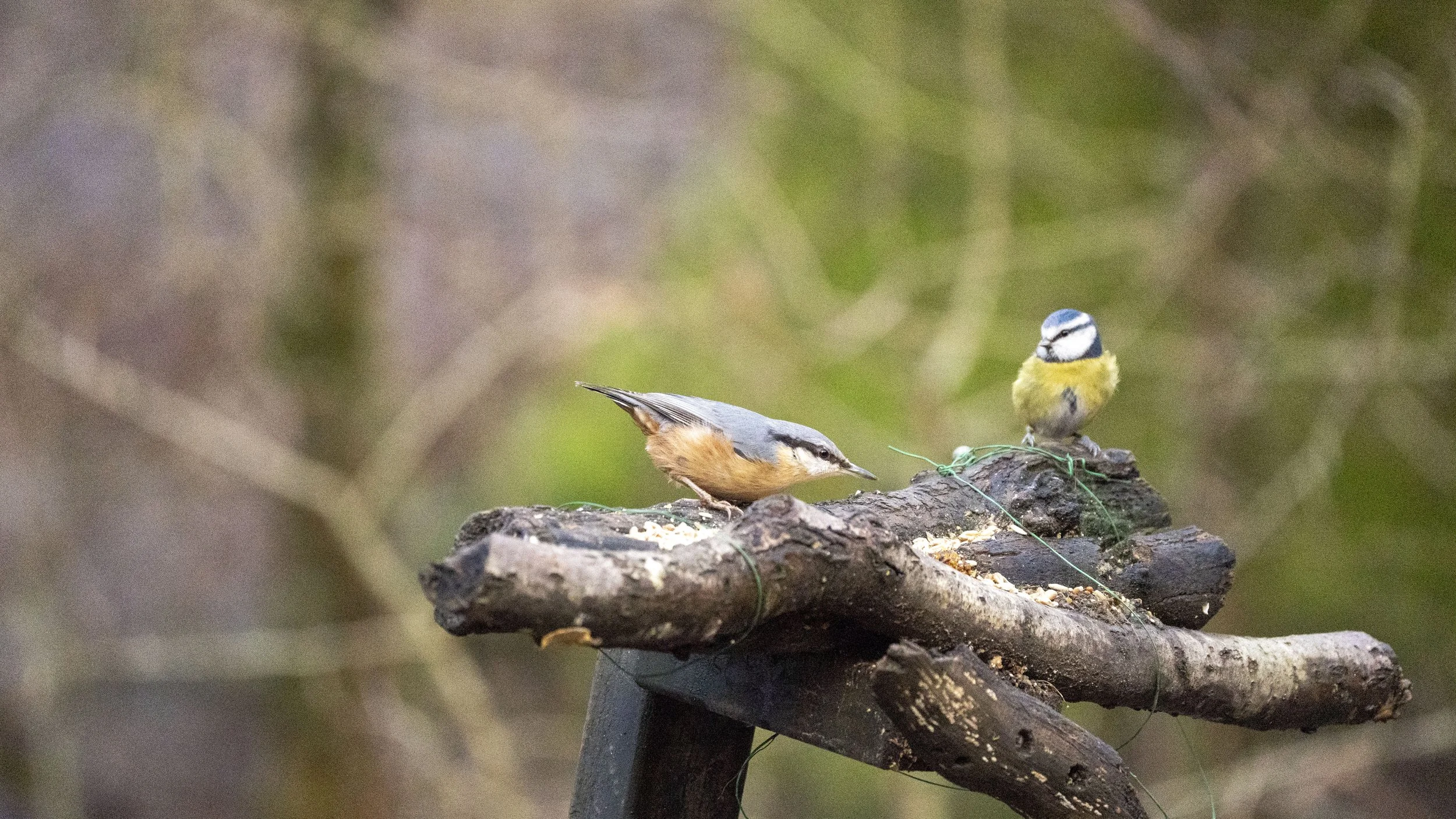 034 - Cannop Ponds - 28-02-2026.jpg