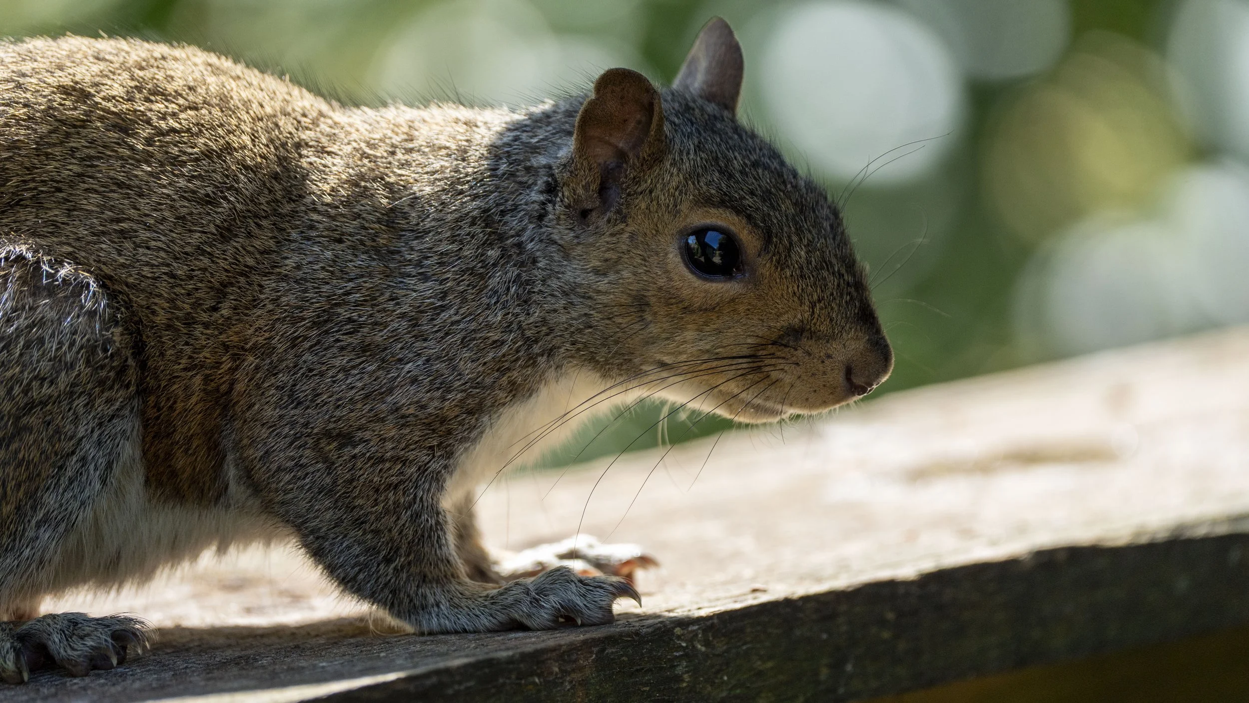 Close-up of a squirrel on a wooden surface, with a blurred green background.