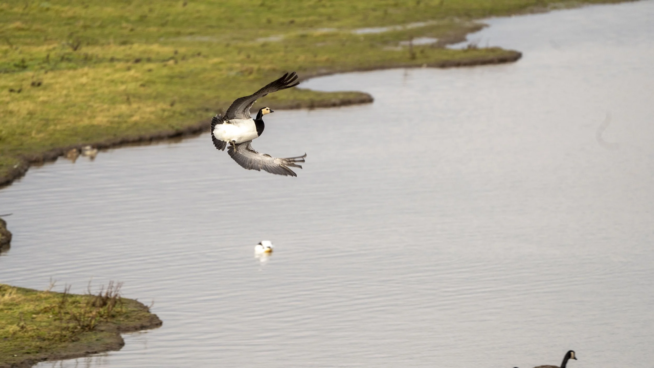 057 - Slimbridge - 09-02-2026.jpg