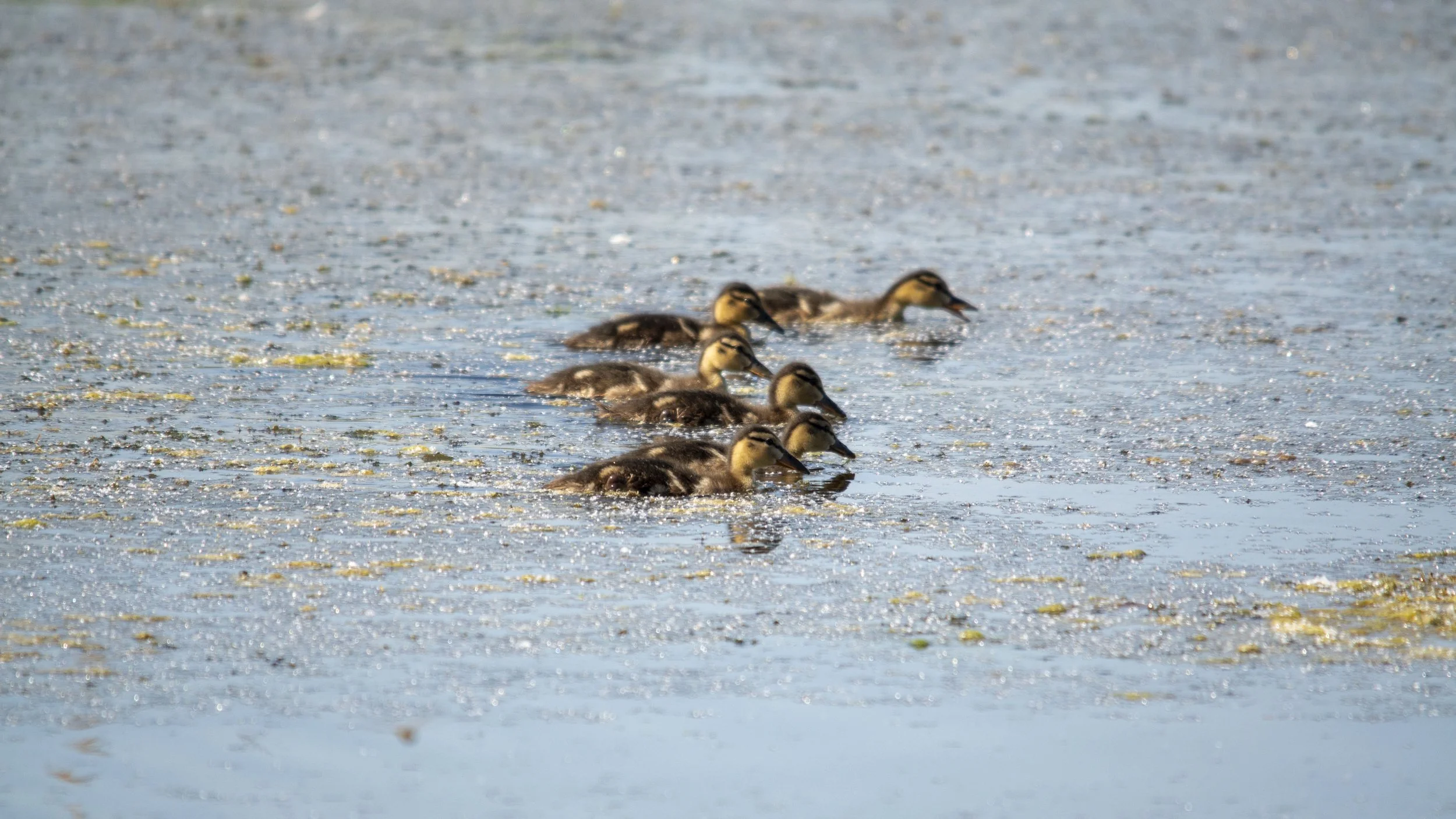 RSPB Ham Wall - 051125- 26.jpg