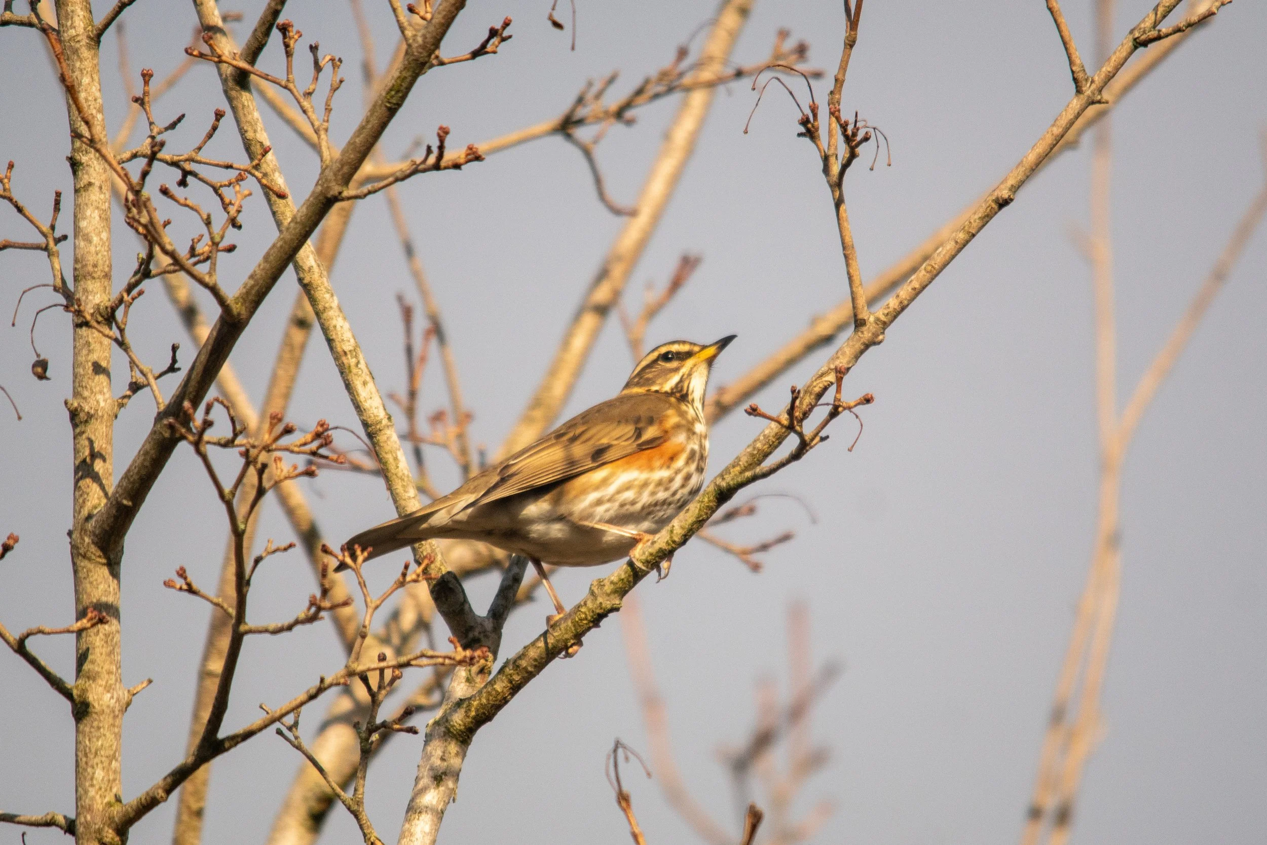 A Red Wing perched on a leafless tree branch with a clear sky background.