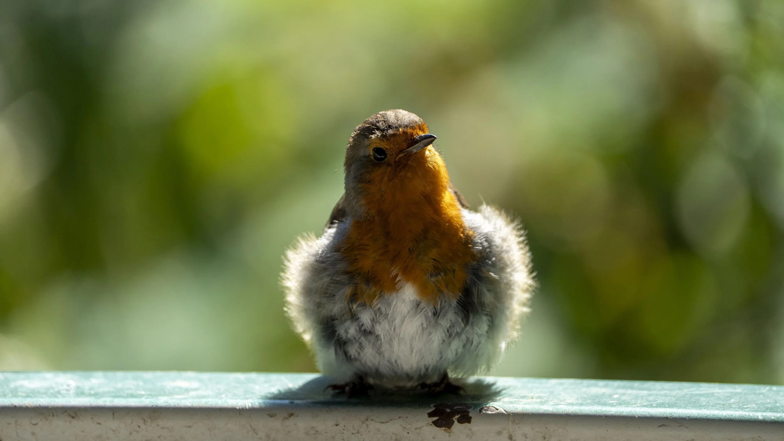 Close-up of a young bird with orange and brown feathers on its face and chest, sitting on a green surface with blurred green foliage in the background.