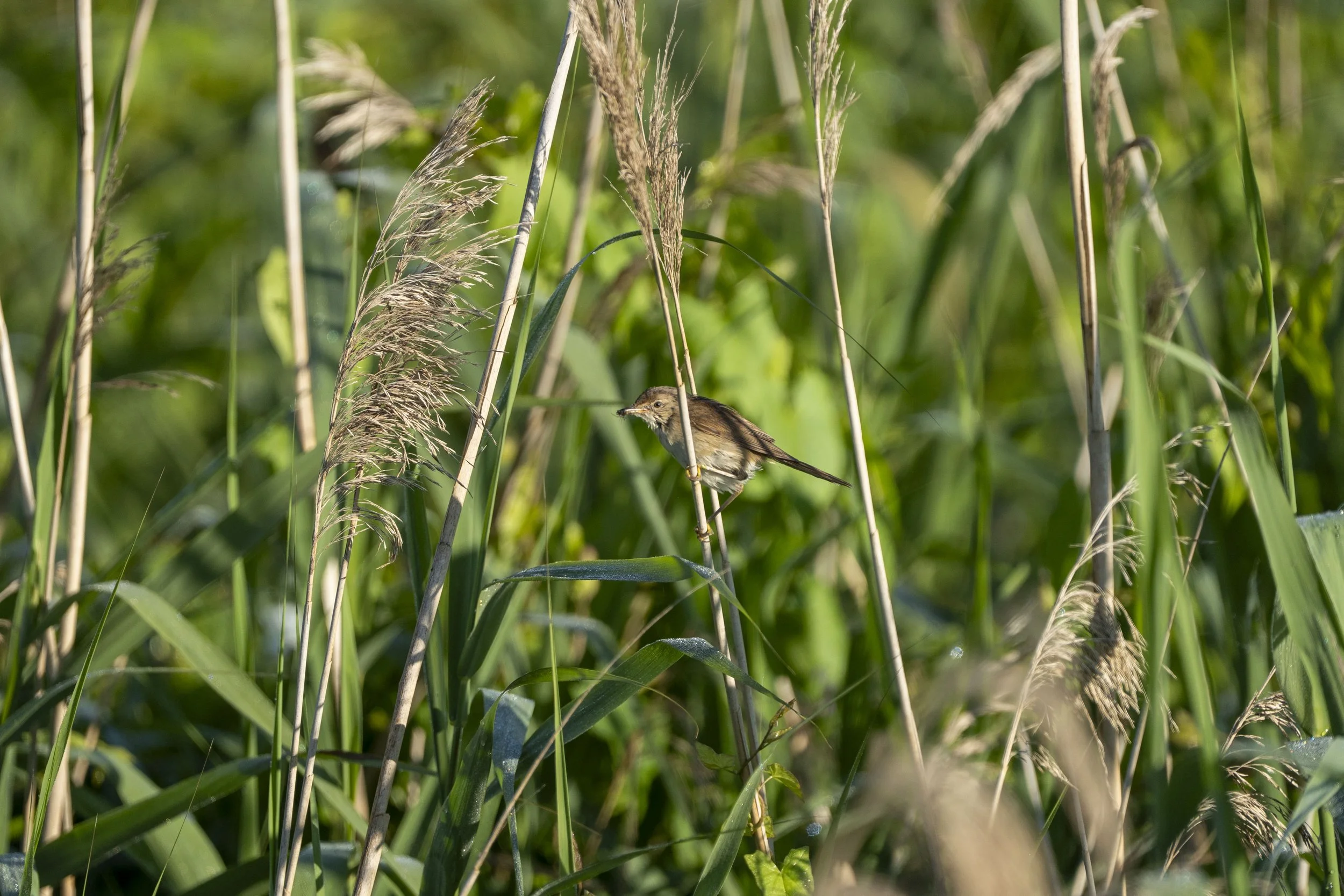 17 - RSPB Ham Wall - 09-07-2025.jpg