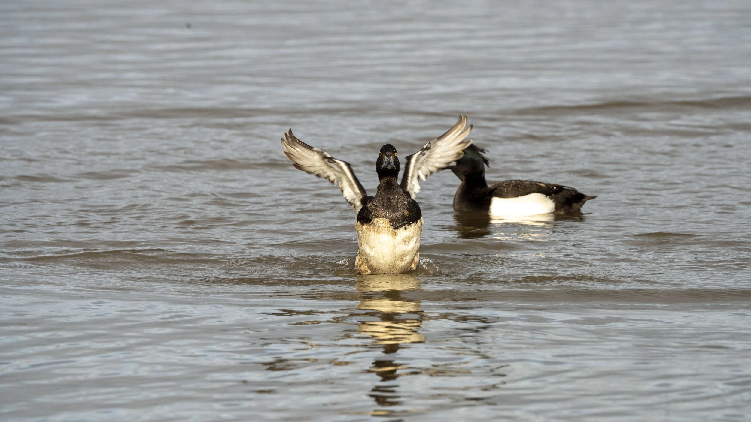 Two ducks floating on a lake, one with wings raised and the other with head turned sideways.