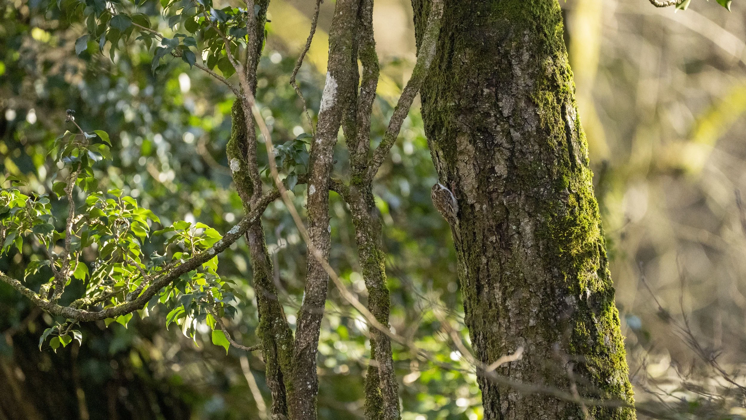 153 - Cannop Ponds - 28-02-2026.jpg