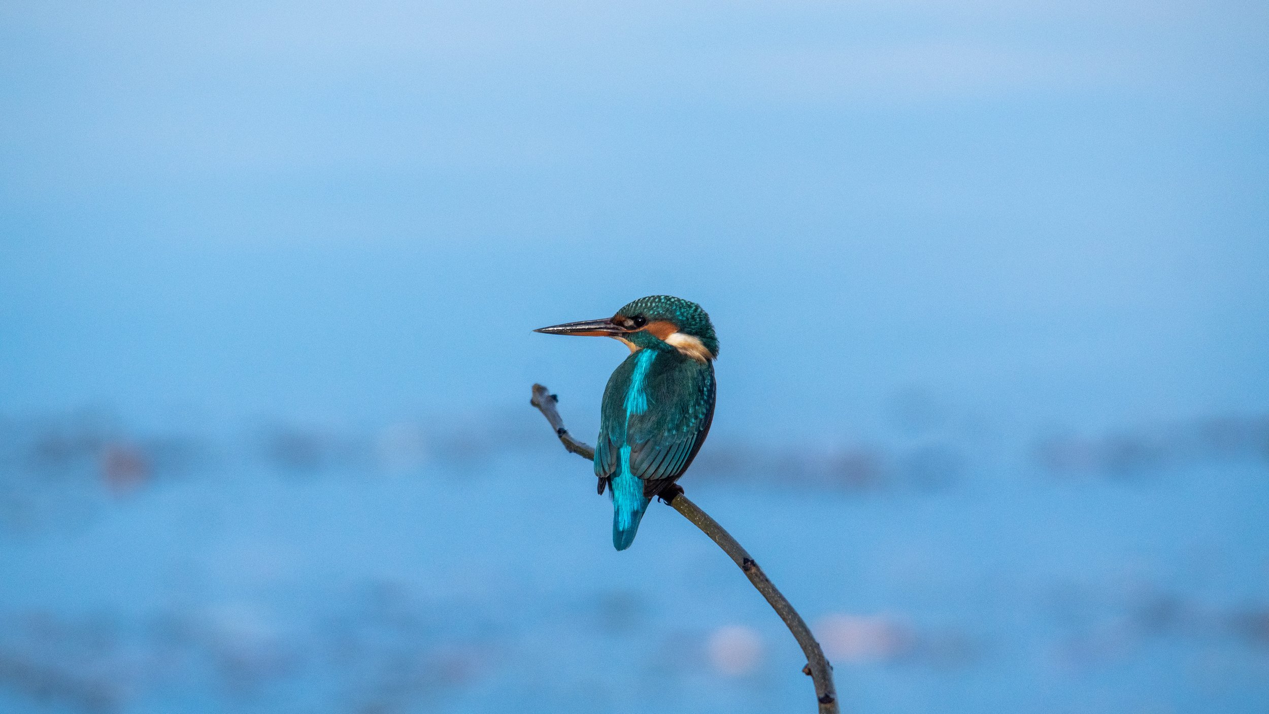 Lessons Wildlife Has Taught Me About Slowing Down