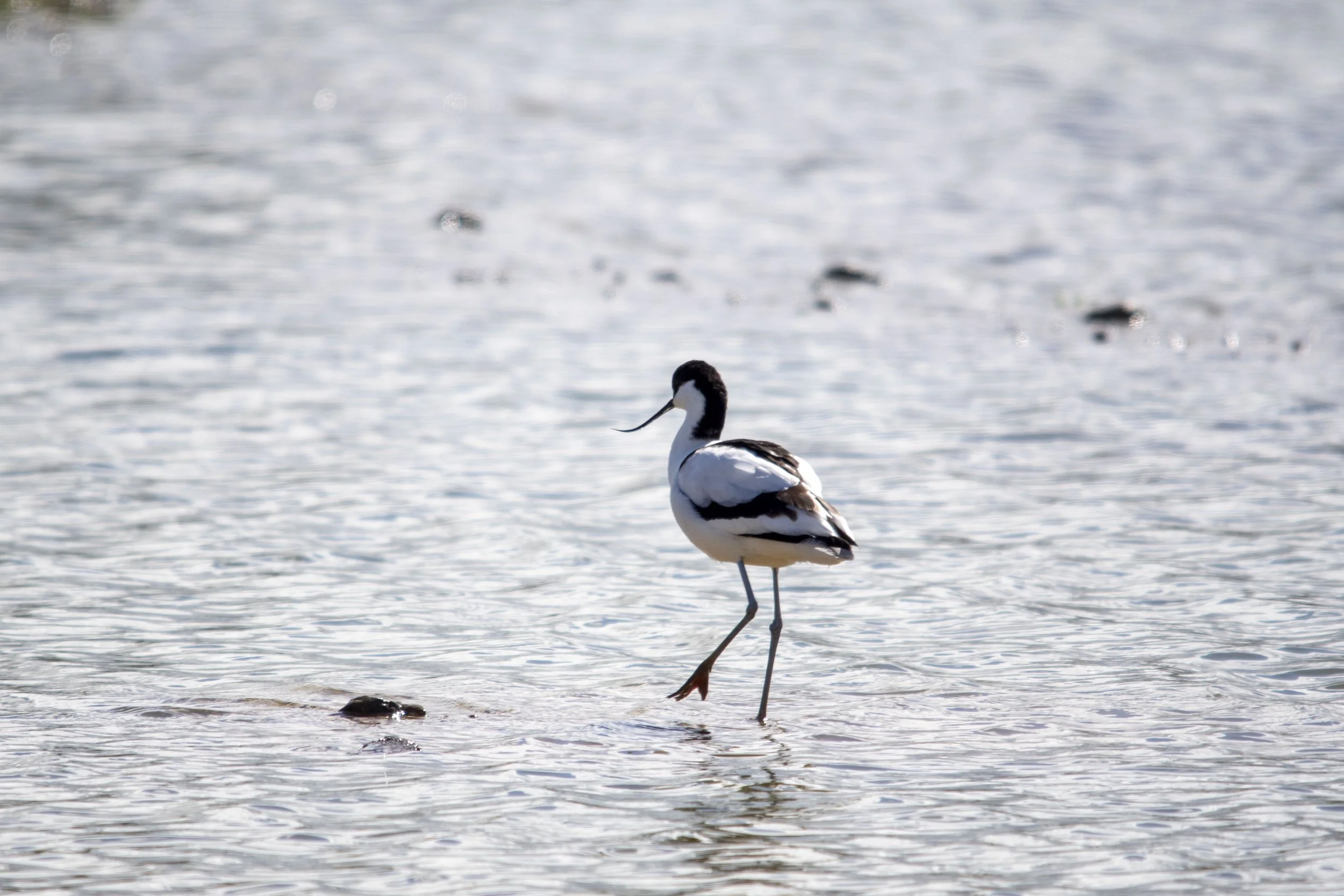 A black and white bird standing in shallow water near rocks.