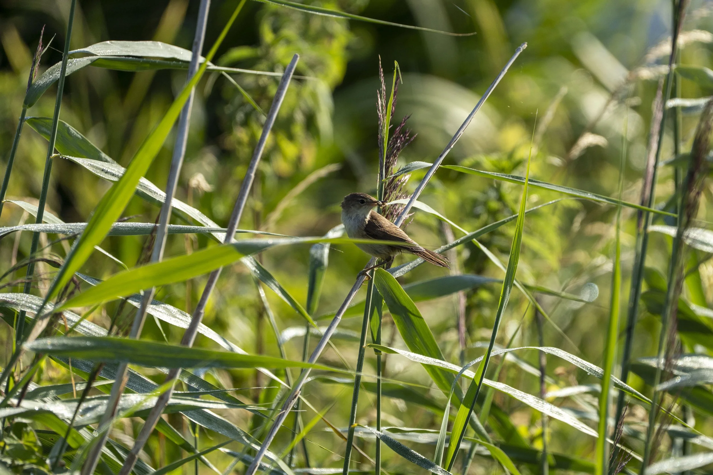 15 - RSPB Ham Wall - 09-07-2025.jpg