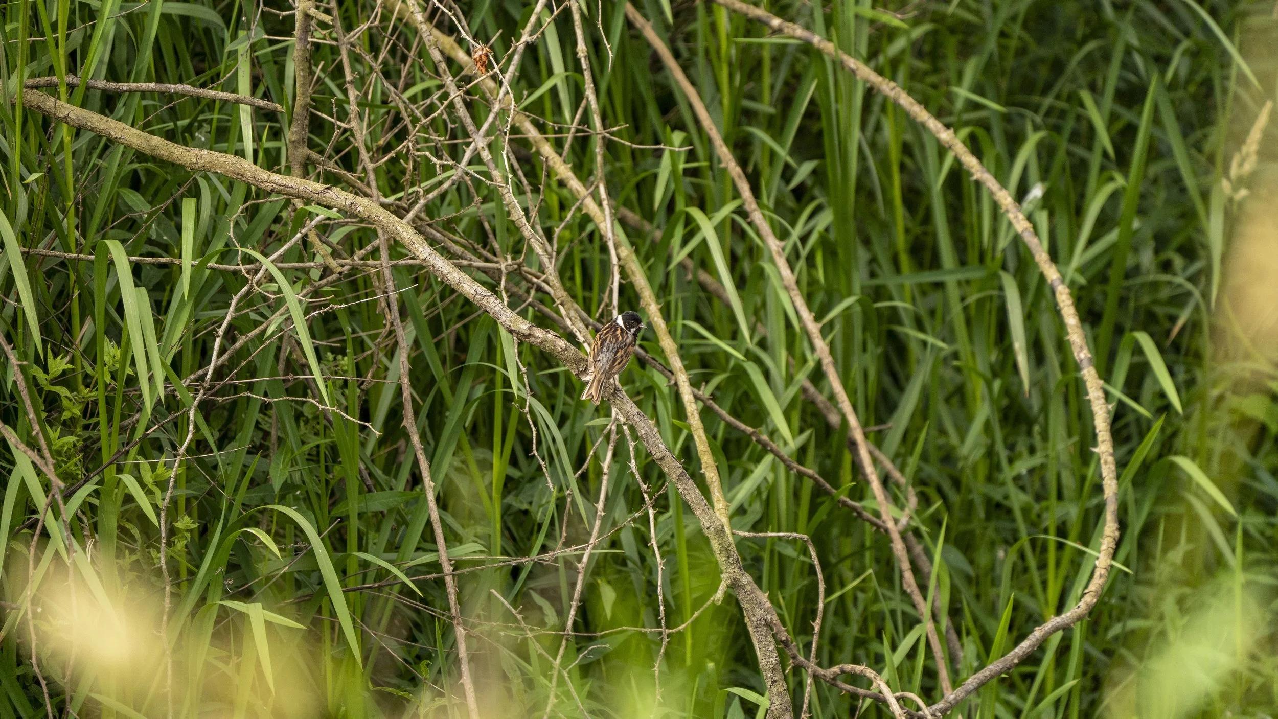 29_06_2025 - Coombe Hill - 29.jpg