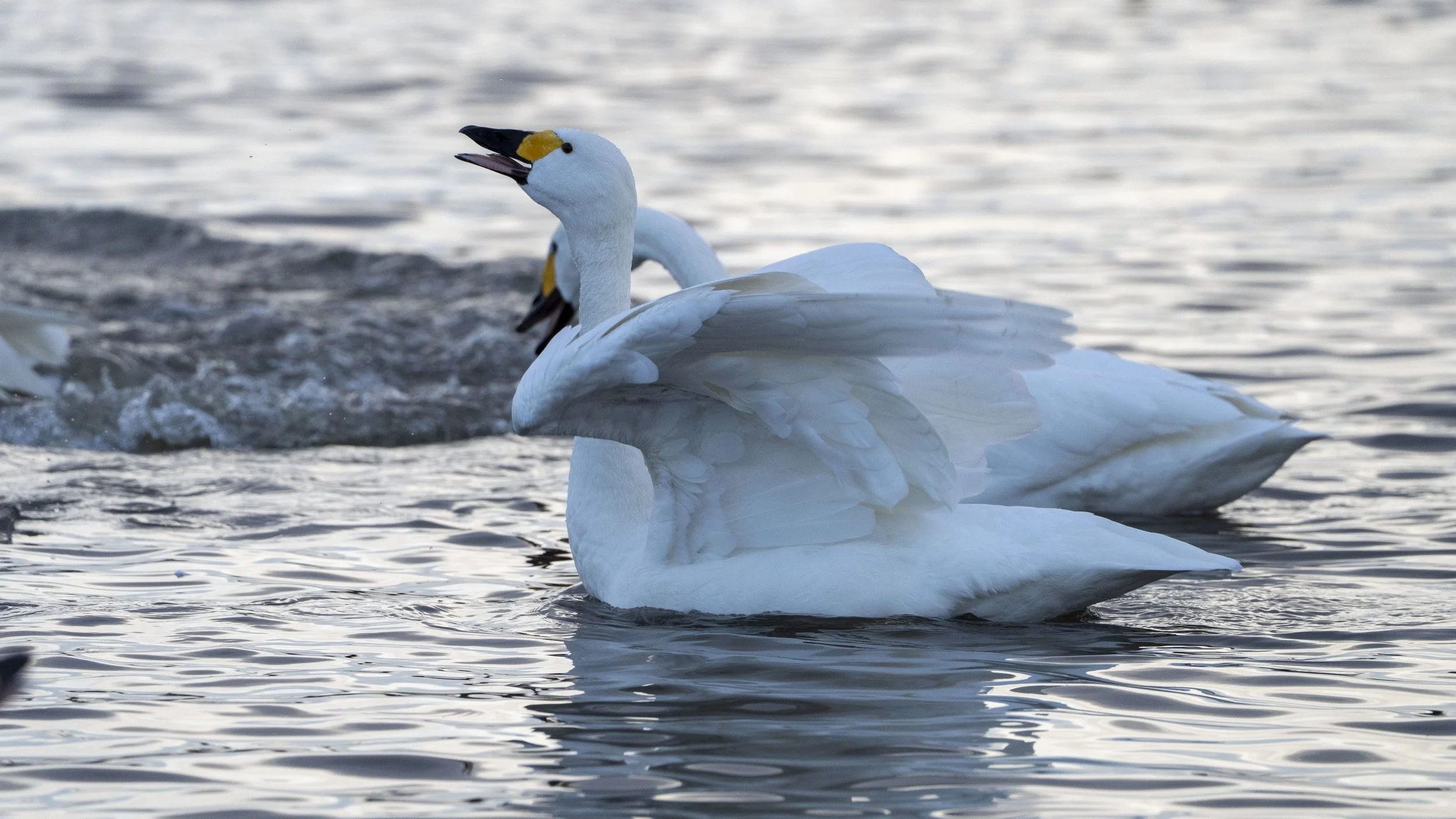 025 - Slimbridge - 17-01-2026.jpg