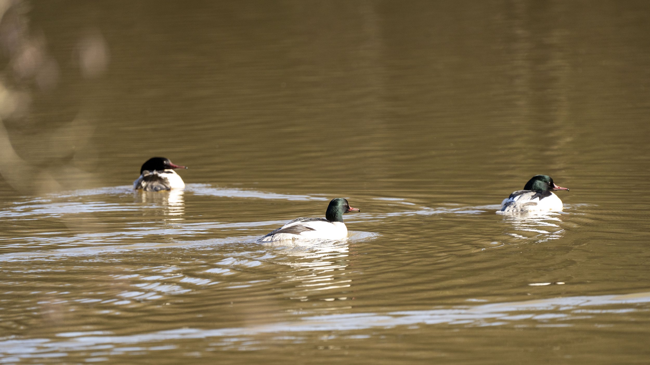 144 - Cannop Ponds - 28-02-2026.jpg