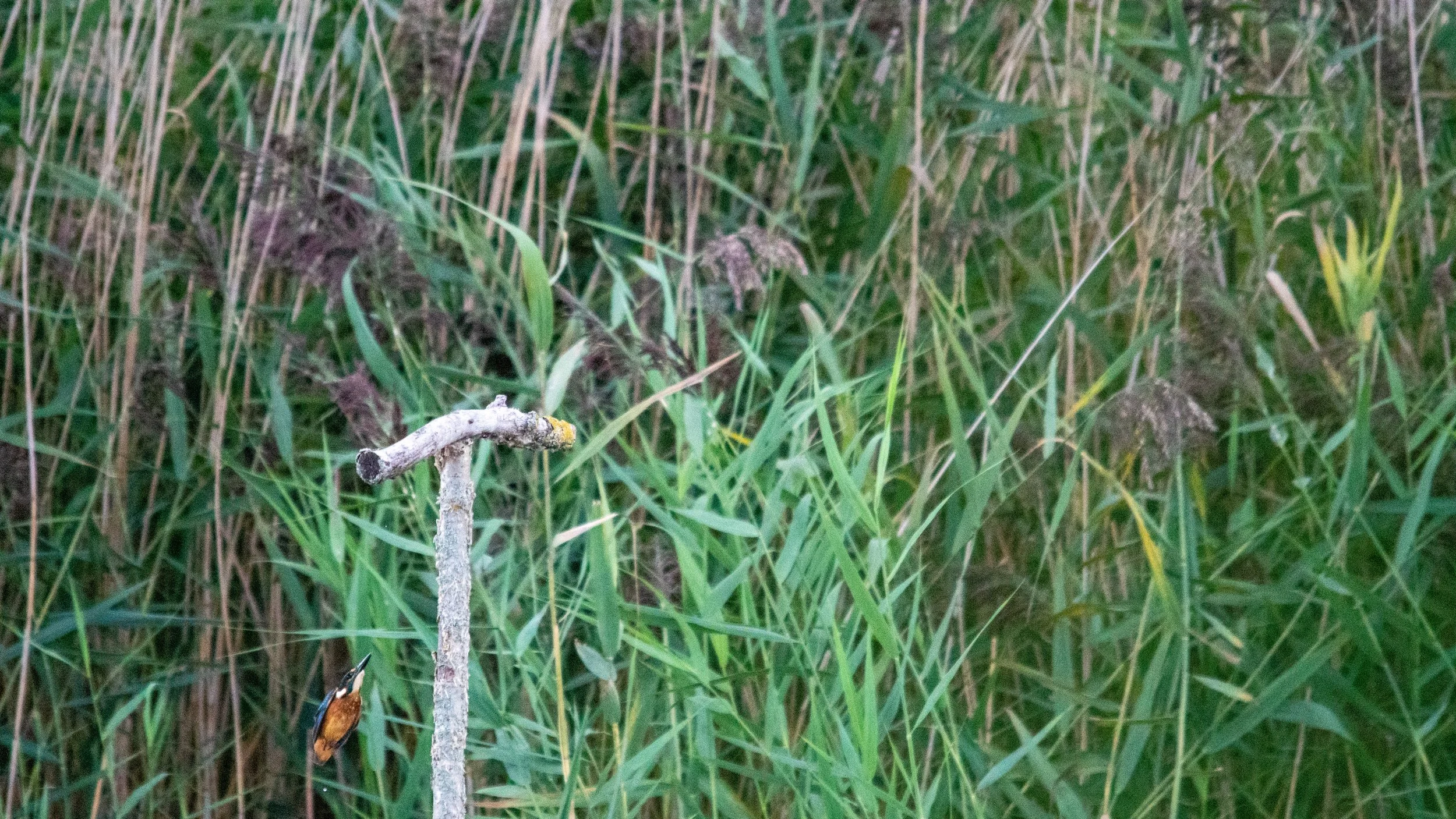A Kingfisher perched on a small branch surrounded by tall green grass and reeds.