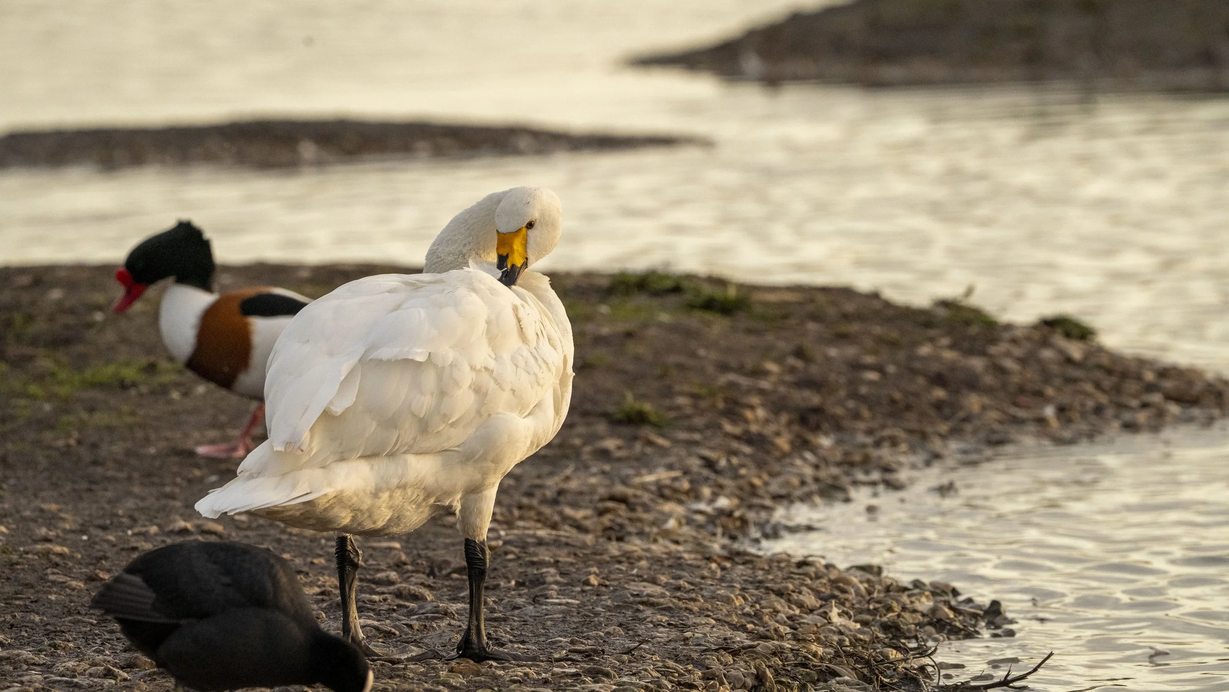 A group of birds, including a swan and ducks, standing on a pebbled shore near the water with a calm lake in the background during sunset.