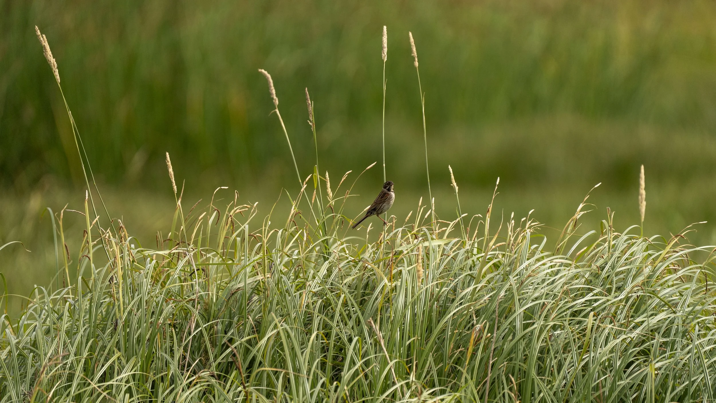 29_06_2025 - Coombe Hill - 36.jpg