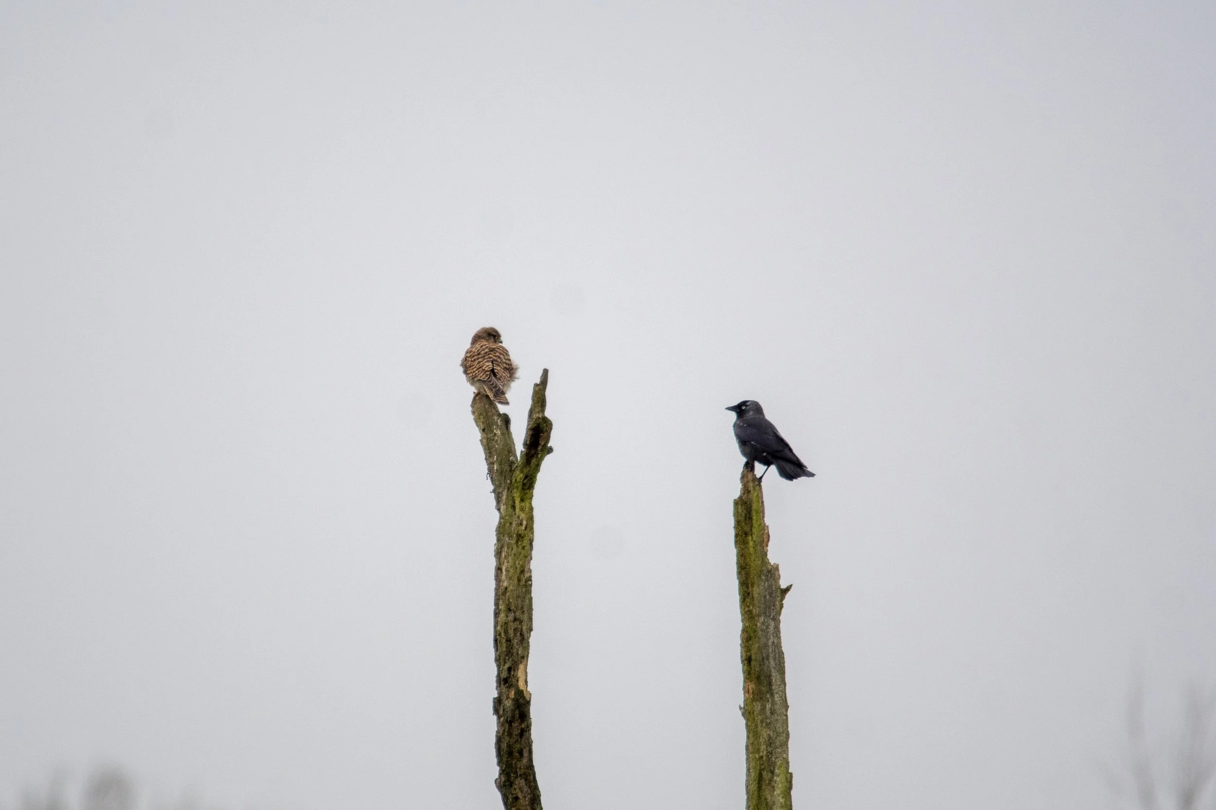 A small brown bird perched on a tall, weathered tree branch that is covered in moss, with a blackbird on a shorter branch nearby, against a gray, overcast sky.