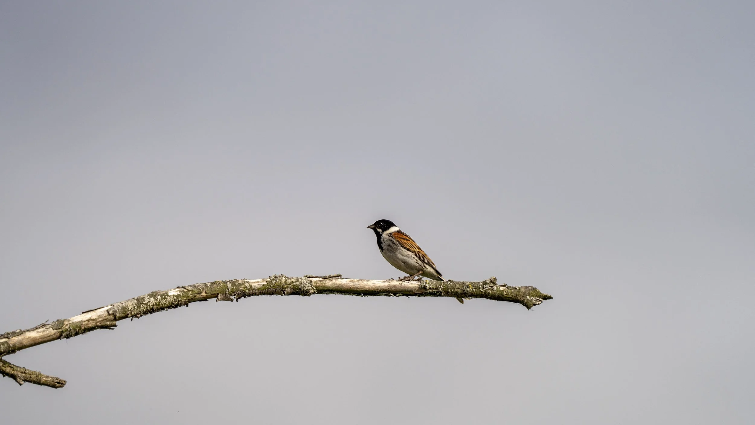 29_06_2025 - Coombe Hill - 45.jpg