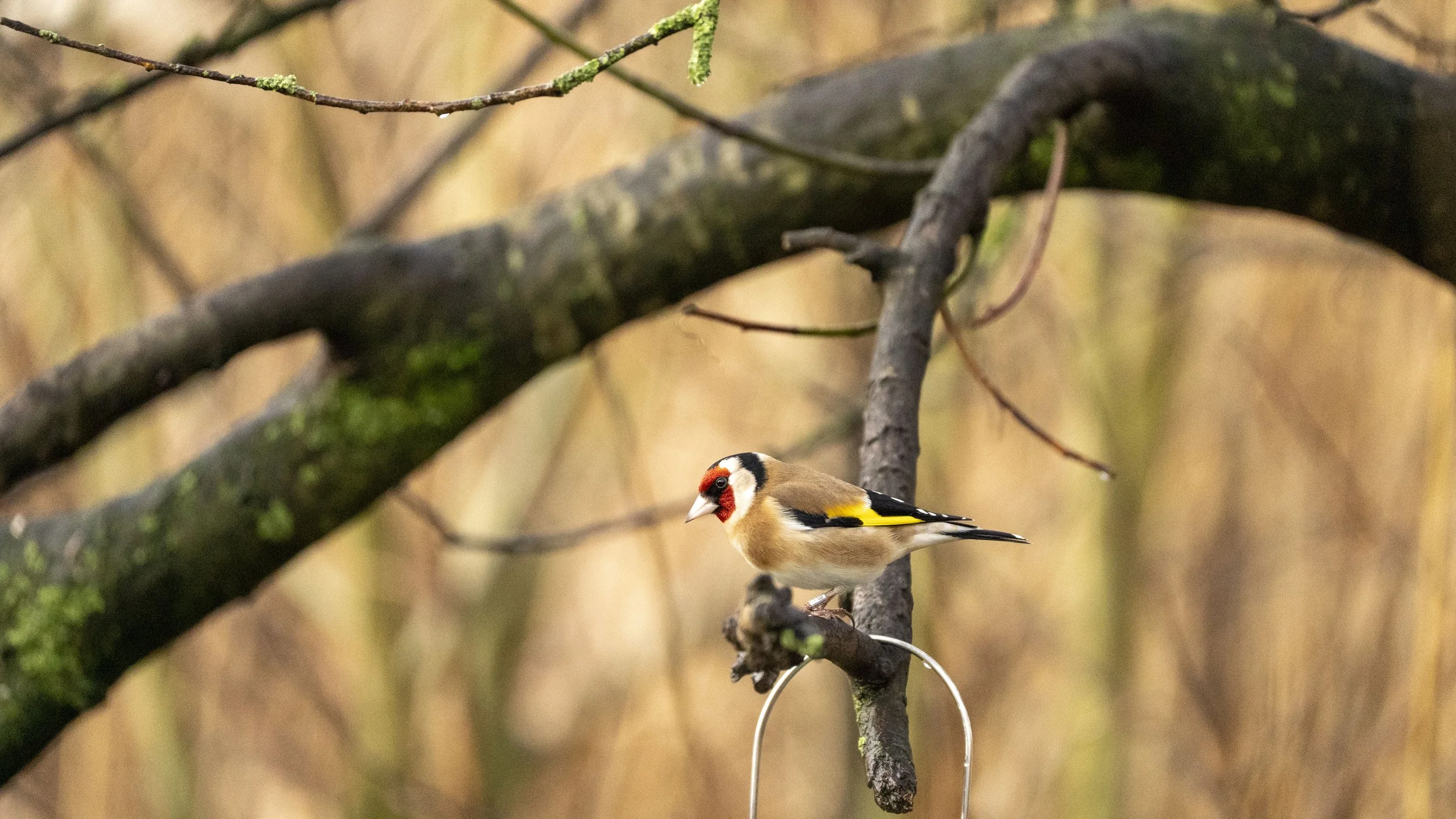 028 - Slimbridge - 09-02-2026.jpg