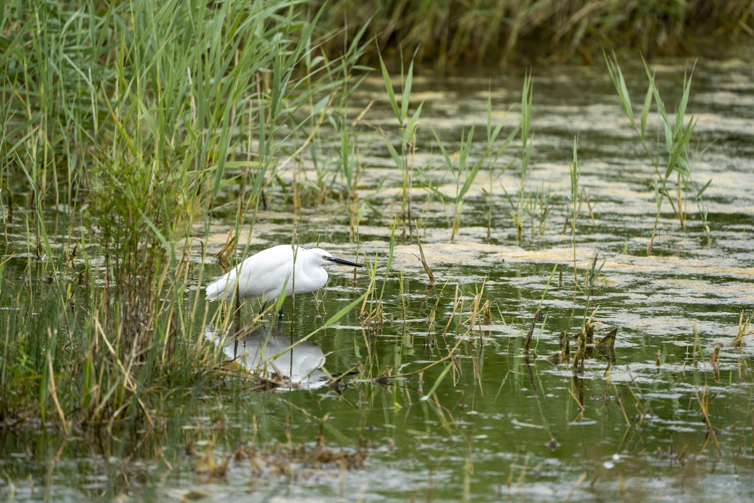 05_07_2025 - Slimbridge - 07.jpg