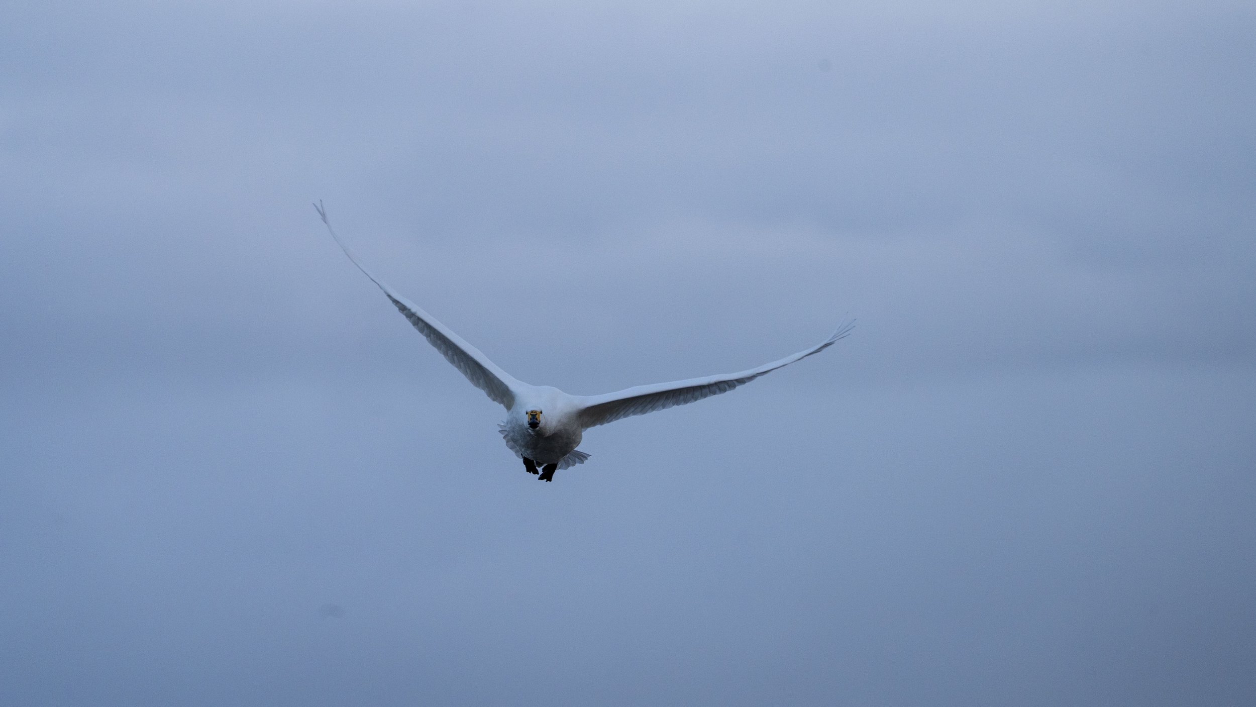 021 - Slimbridge - 17-01-2026.jpg