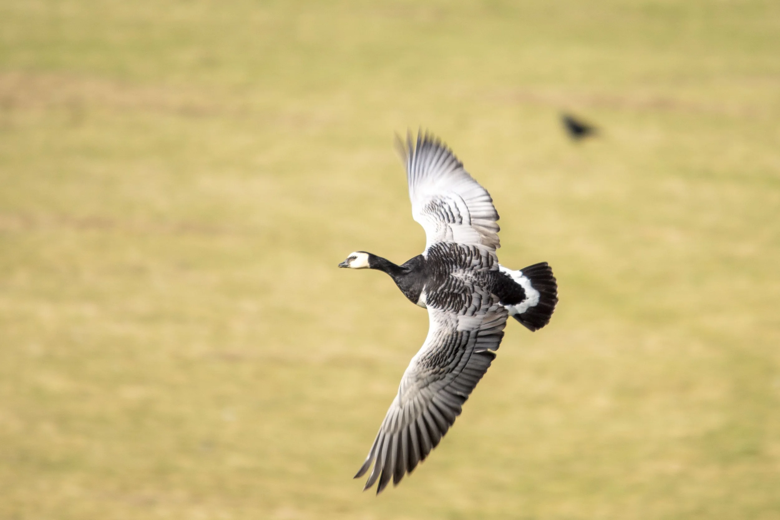 A bird in flight with a background of blurred grass or plain land.