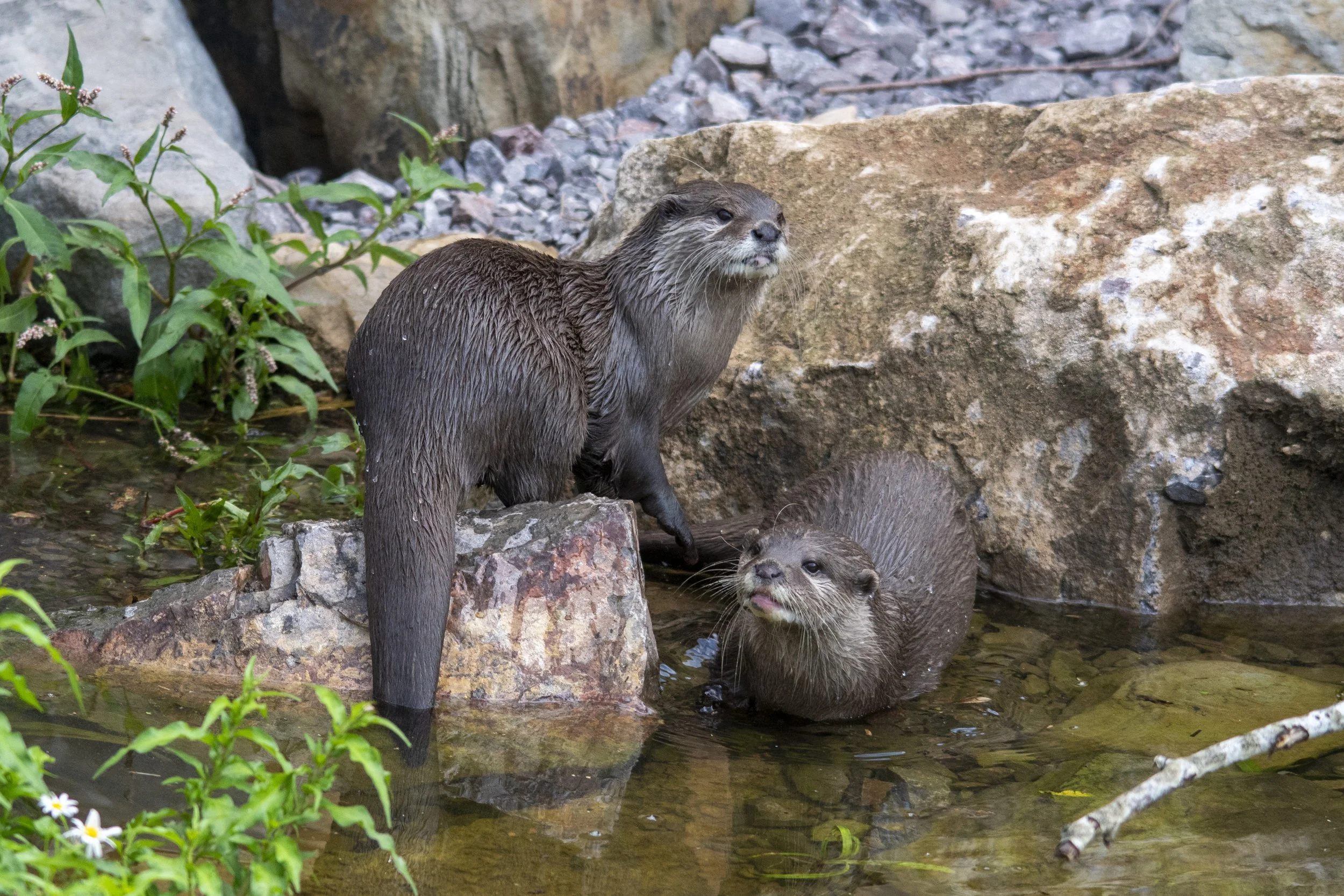 Two otters in a shallow river surrounded by rocks and green plants.