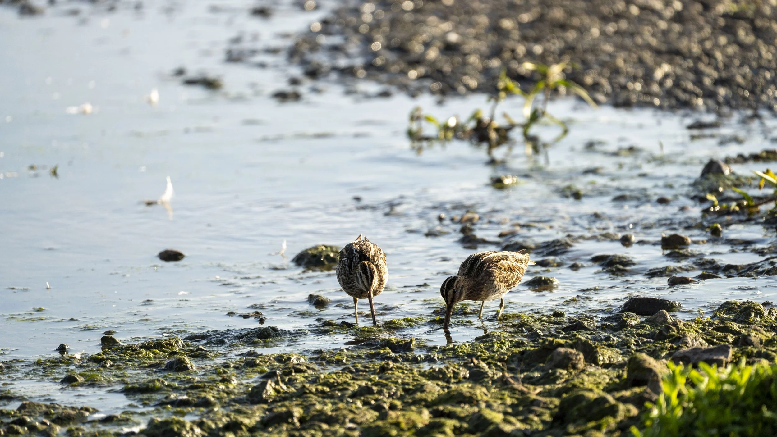 03 - Slimbridge WWT - 05-09-2025.jpg