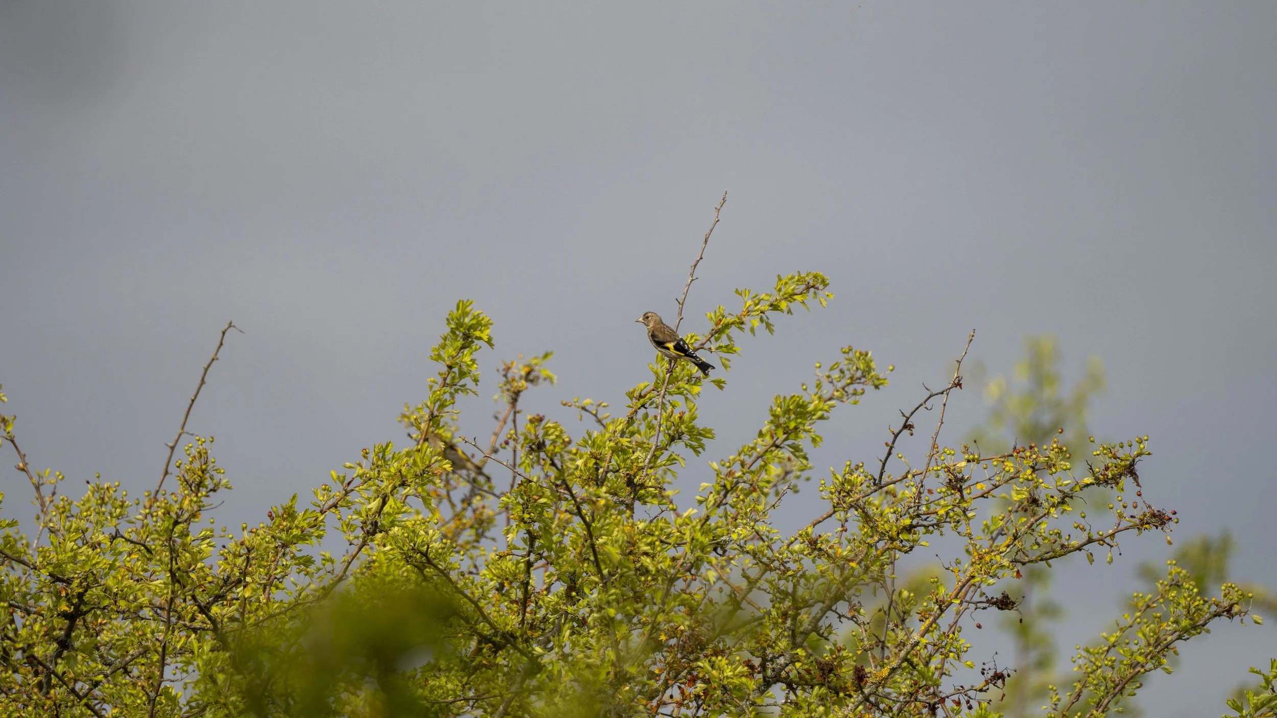 29_06_2025 - Coombe Hill - 32.jpg