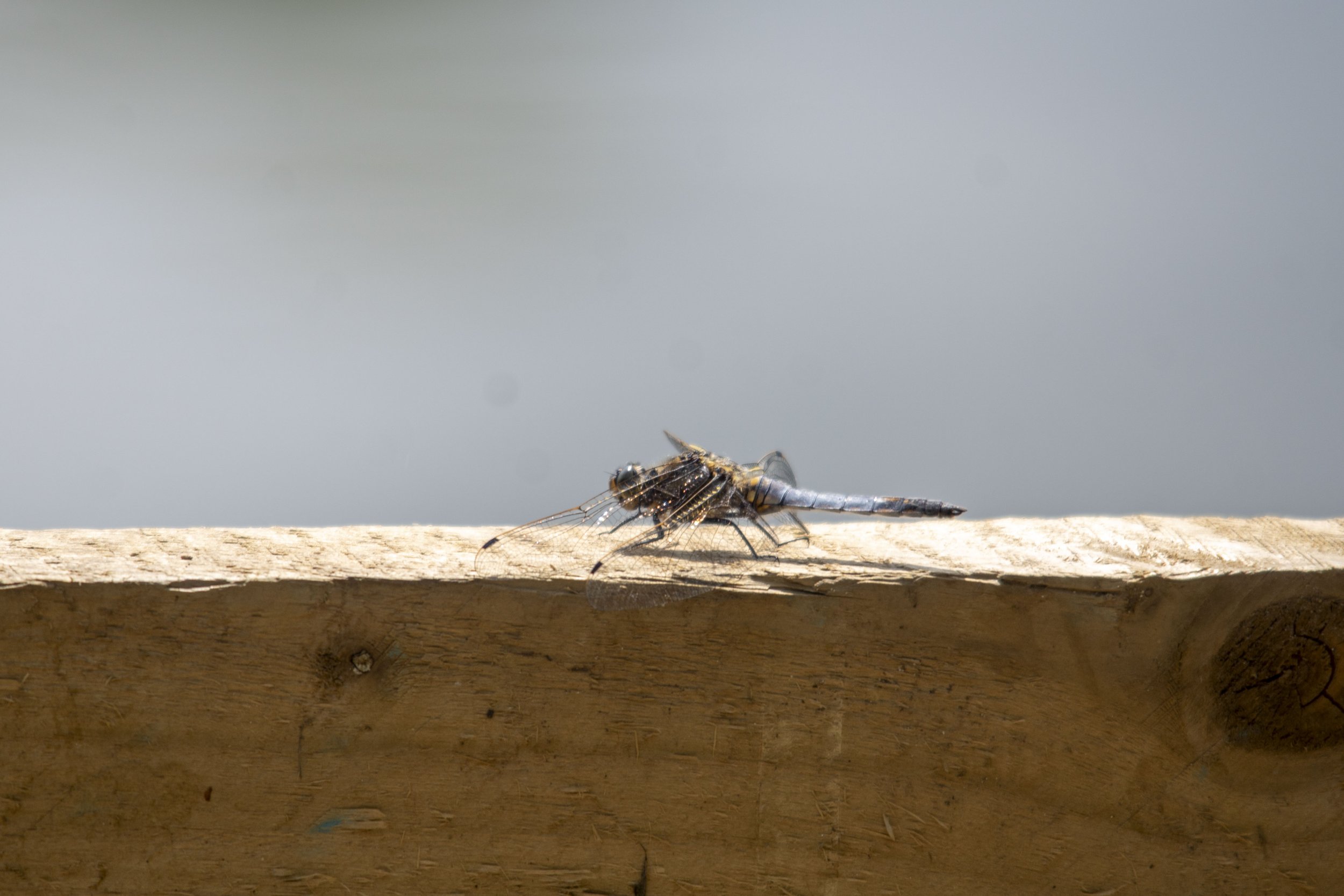 A dragonfly resting on a wooden surface with a blurred water background.