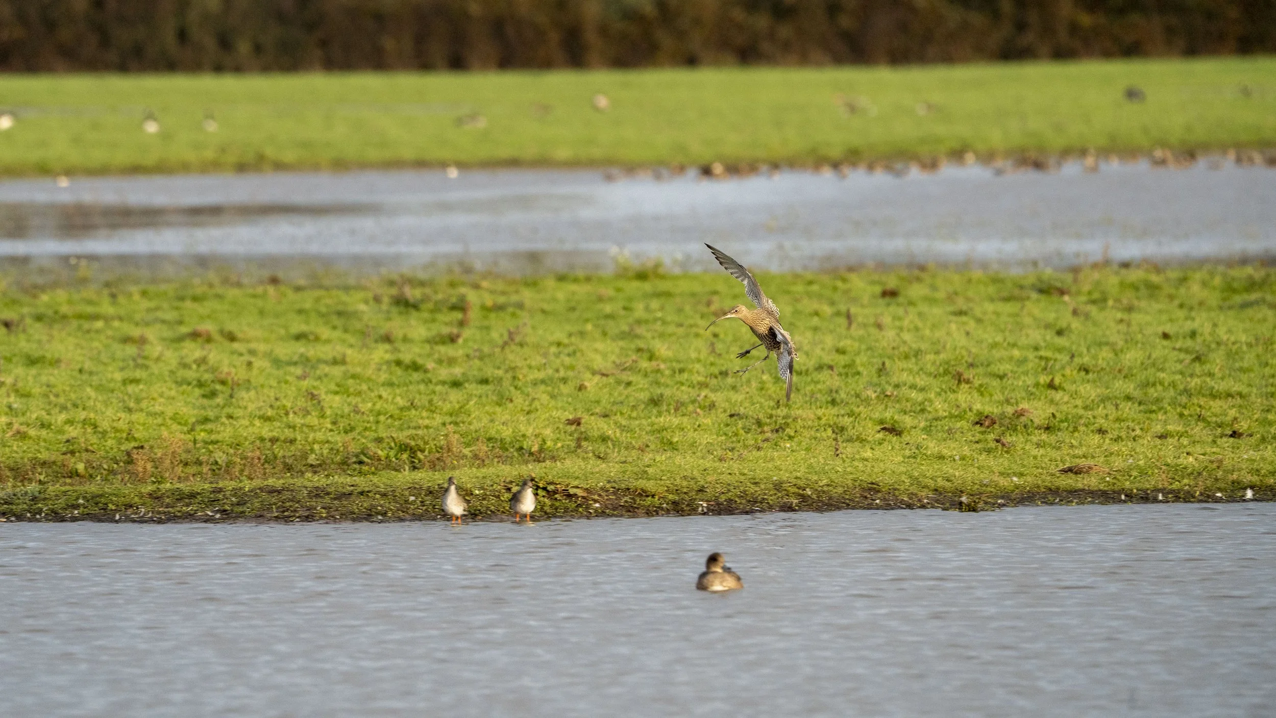 A bird flying above water near the grassy shore with two small birds standing at the water's edge and a duck floating in the water.