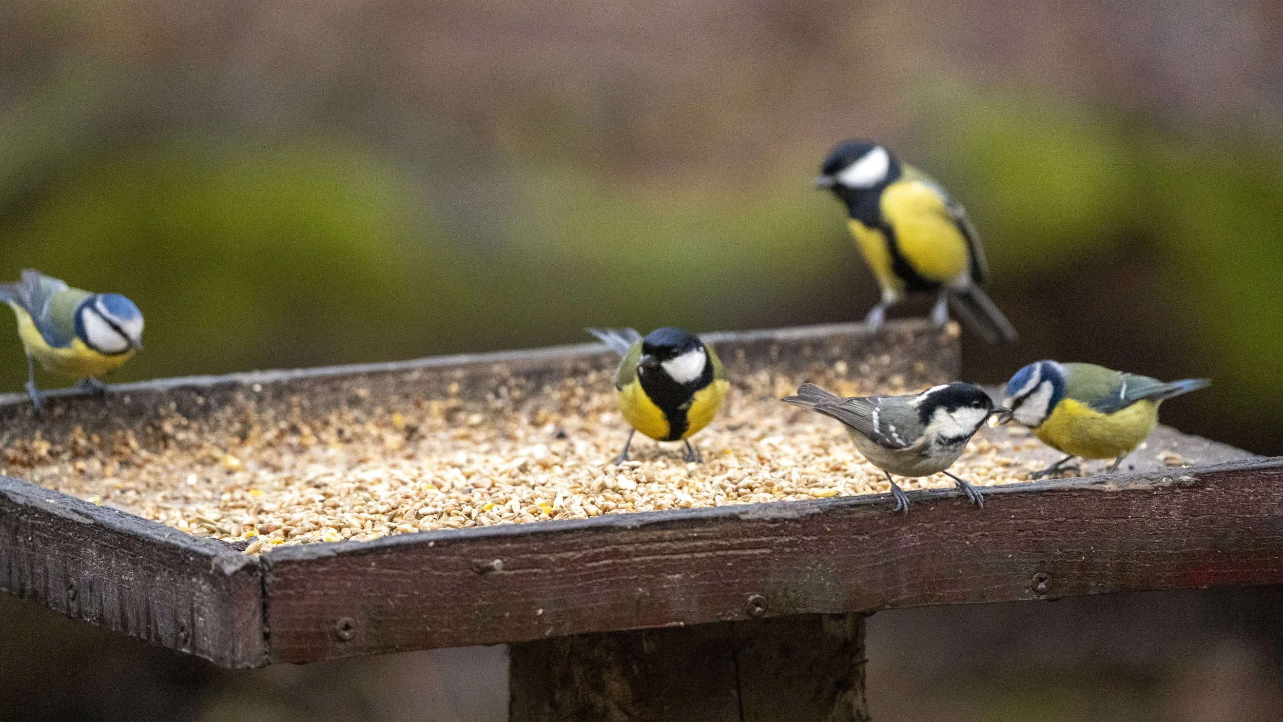 022 - Cannop Ponds - 28-02-2026.jpg