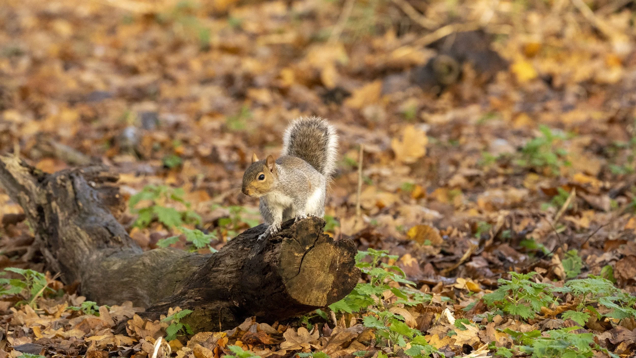 93 - Slimbridge - 11-12-2025.jpg