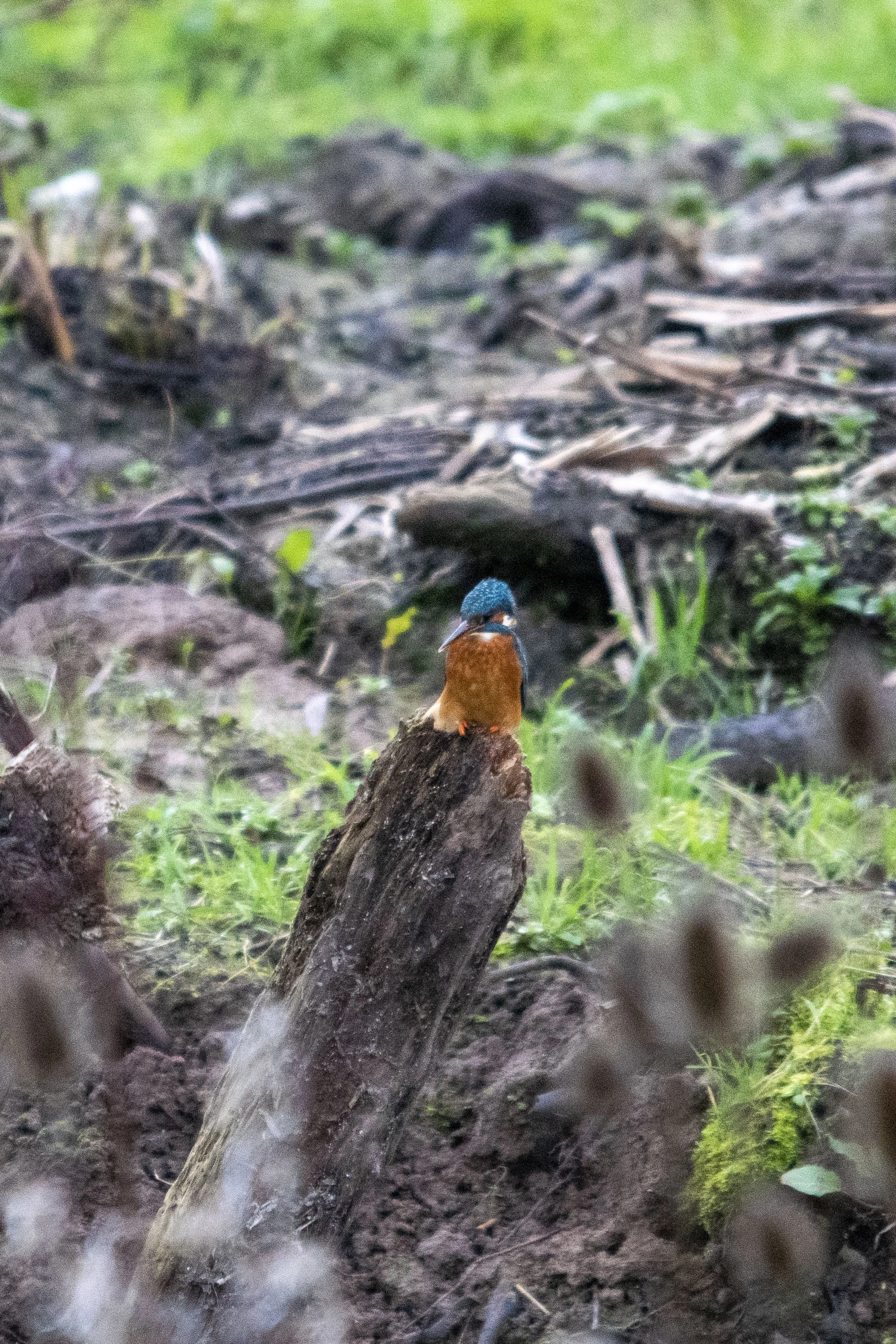 Kingfisher bird sitting on a fallen tree trunk in a forested area, surrounded by green grass and muddy ground.