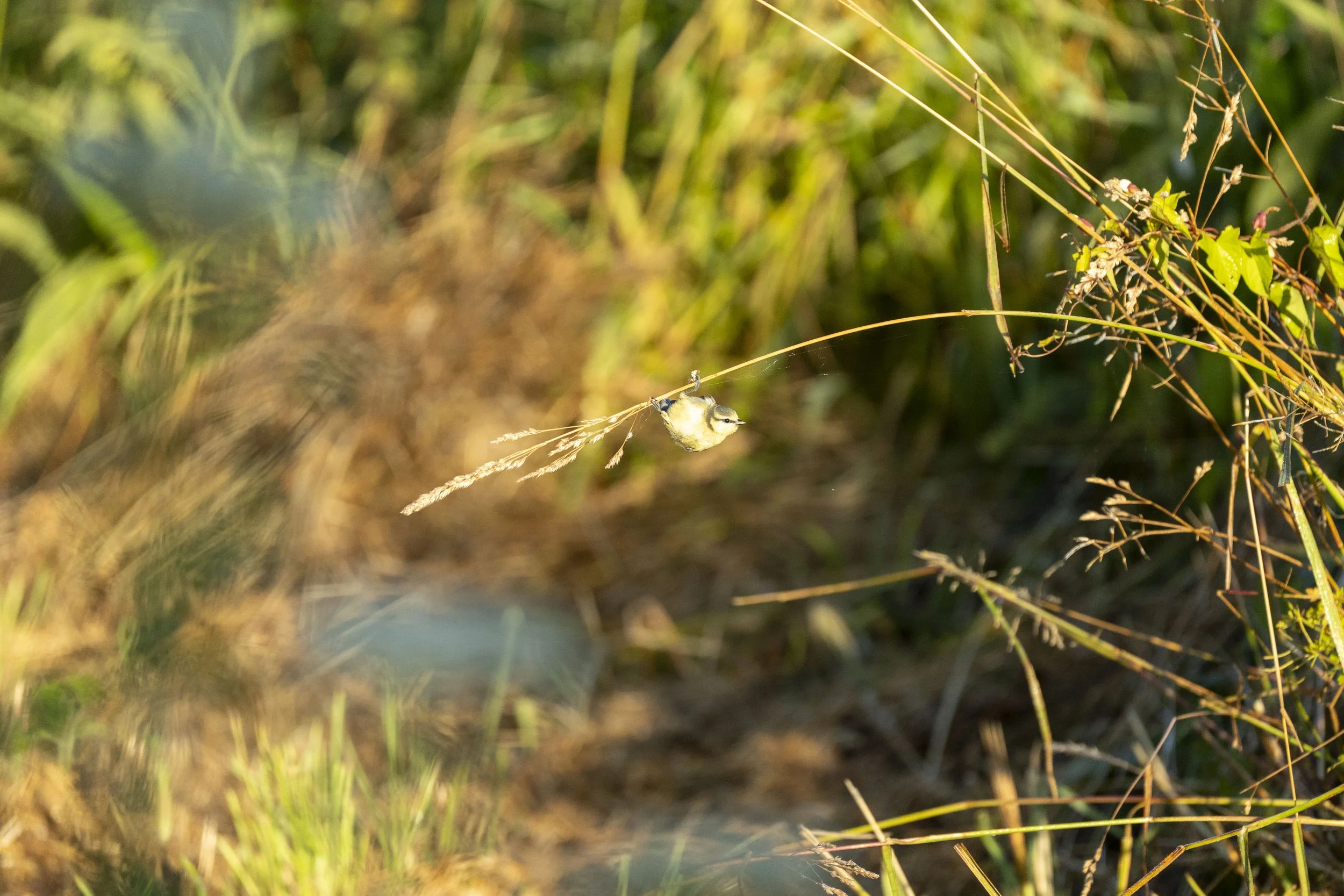 12 - RSPB Ham Wall - 09-07-2025.jpg