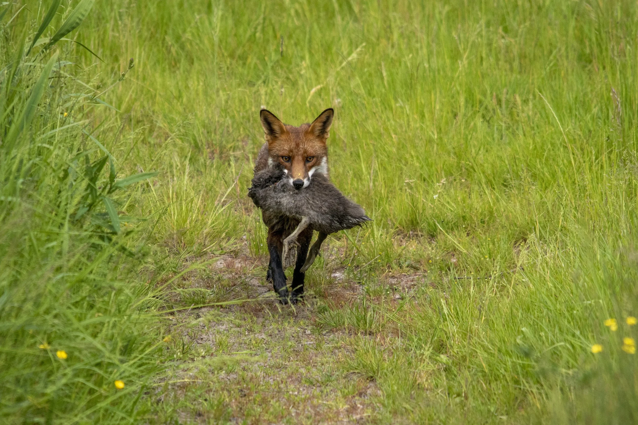 A fox carrying a dead bird in its mouth walking through a grassy field.