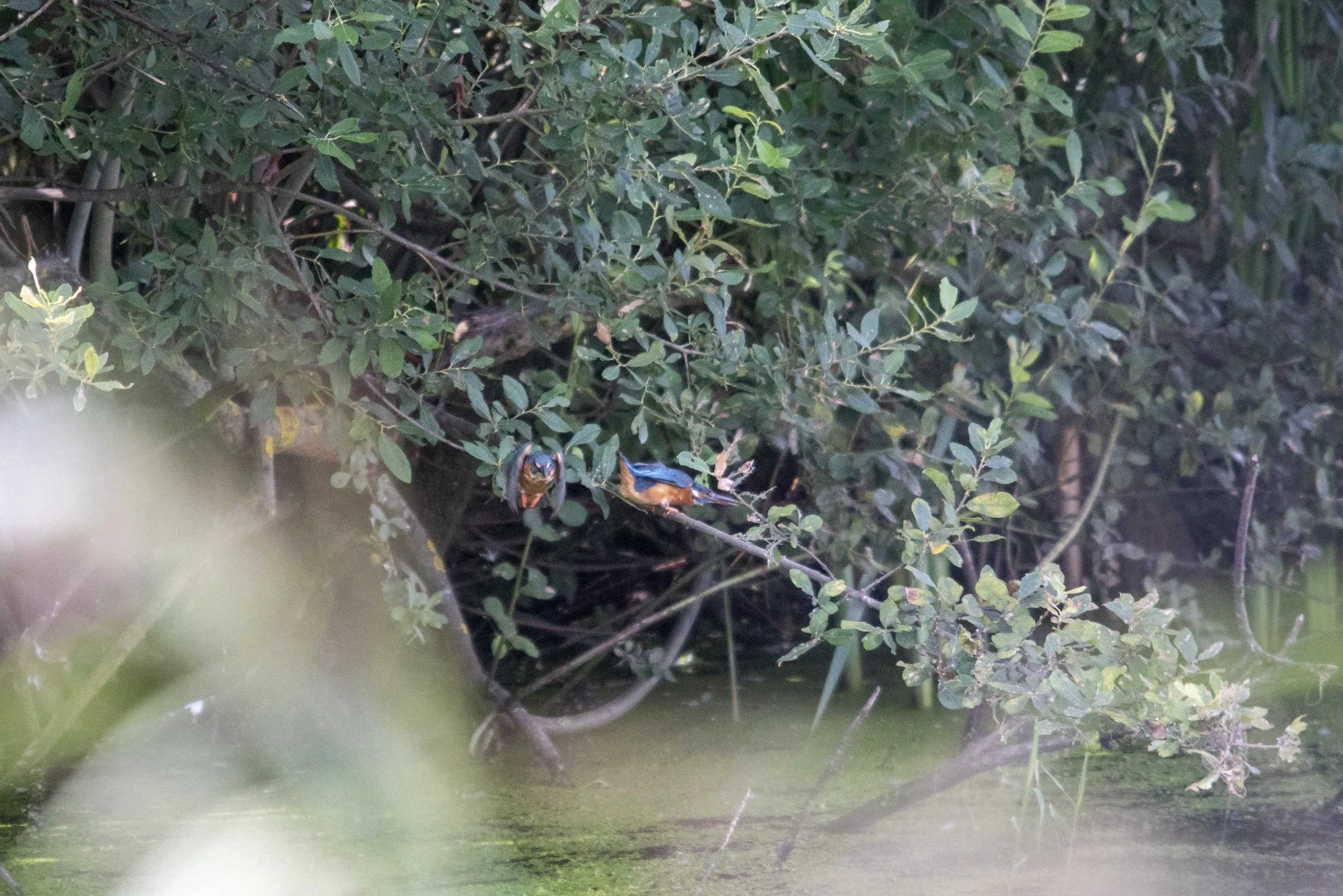 Two kingfishers perched on a branch amidst dense green foliage near water.
