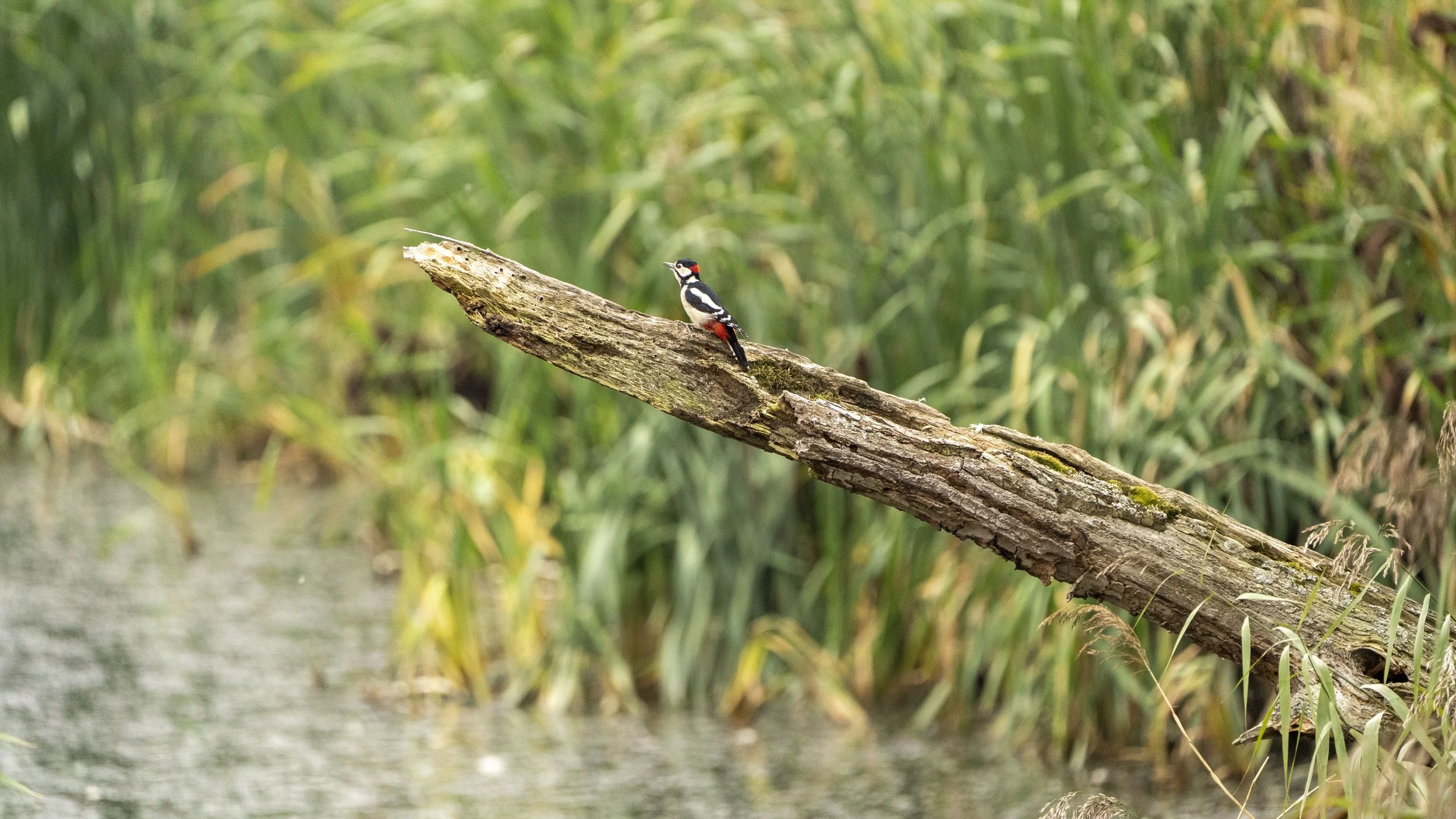 A woodpecker perched on a fallen tree branch over a body of water, with tall green grass in the background.