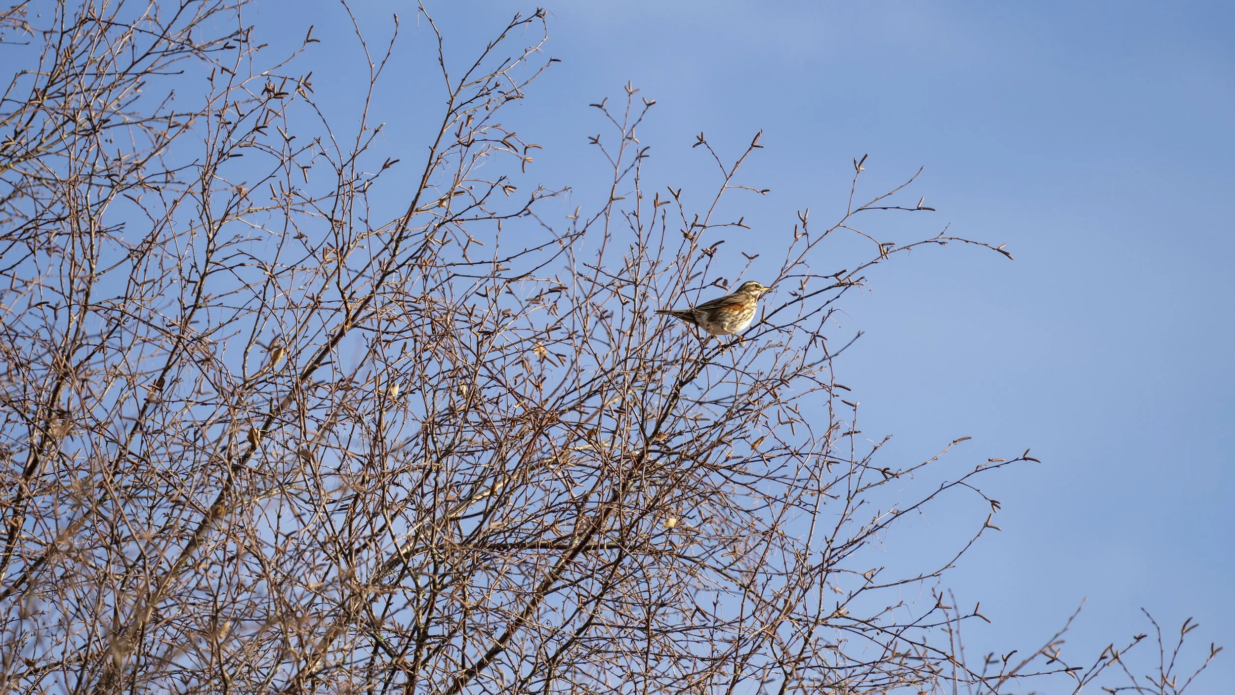 079 - Slimbridge - 17-01-2026.jpg