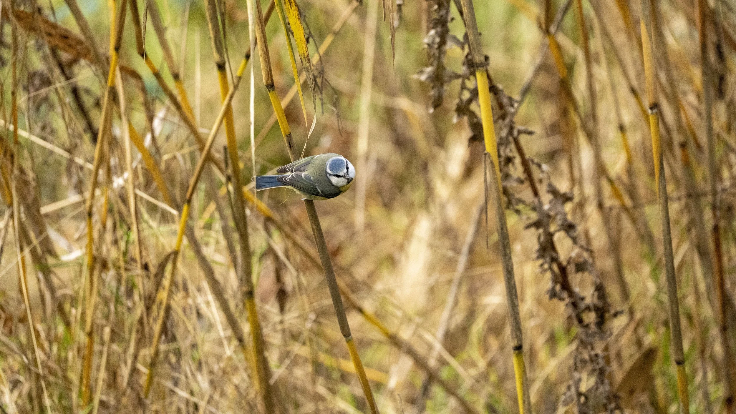 A small bird perched on a reed in a marshy area with tall dry grasses and reeds.